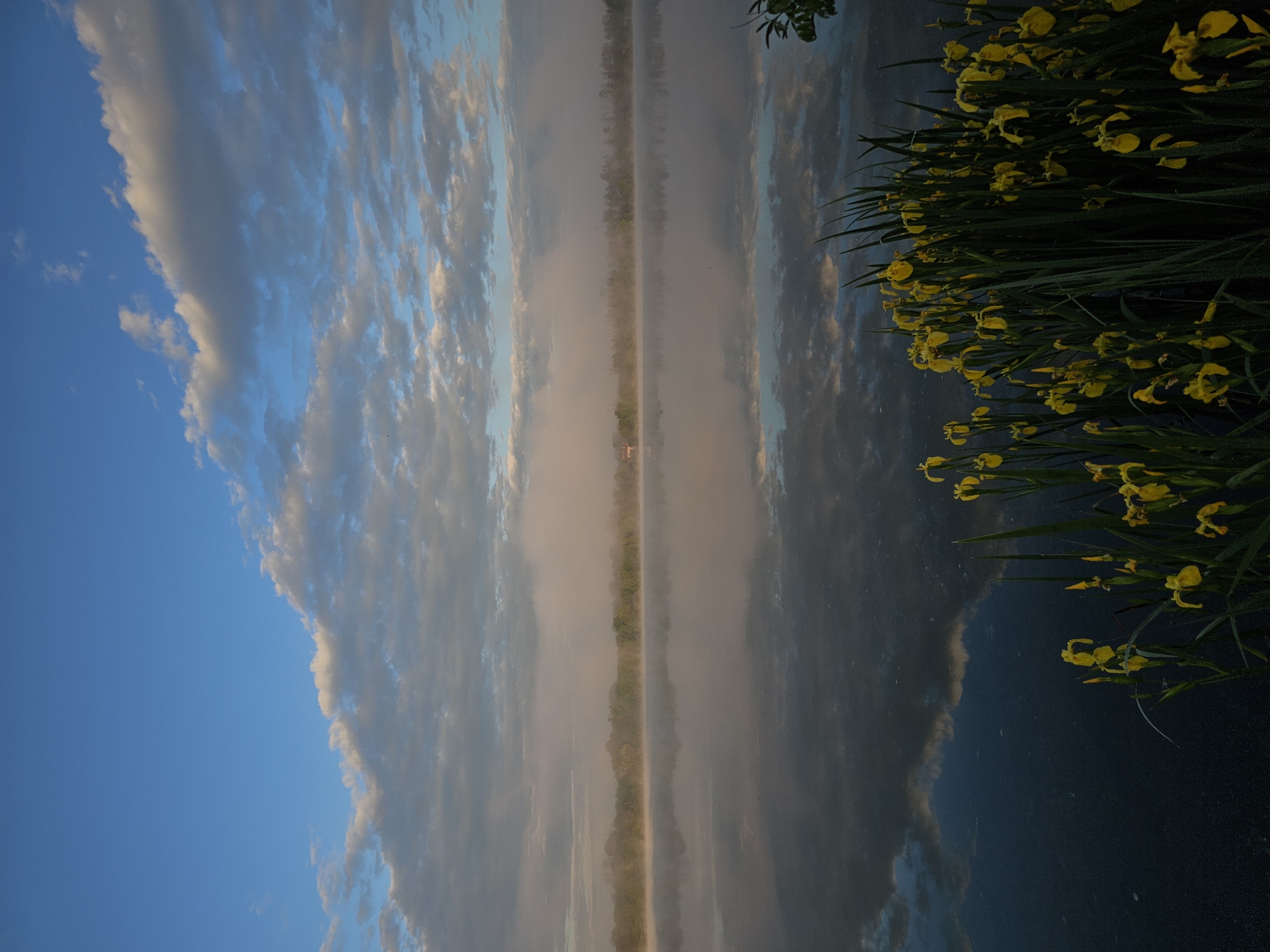 This tranquil landscape captures an early morning scene over a calm body of water, likely a river or canal, near Radnevo, Bulgaria. The image is characterized by a striking symmetry, with the sky and its reflection dominating the view.
In the foreground, on the right side, a dense cluster of bright yellow flowers with long, sword-like green leaves thrives. These appear to be irises or similar marsh flowers, adding a vibrant splash of color to the scene.
The central part of the image is dominated by the serene water, which acts as a perfect mirror, reflecting the sky and clouds above. A narrow strip of distant land or trees, partially obscured by a soft, ethereal mist or haze, runs horizontally across the middle of the frame, separating the real sky from its reflection. A very small, light-colored structure, possibly a distant house or building, can be faintly discerned on this distant land strip.
The sky on the left displays a clear, soft blue, transitioning towards the center and right into a expanse of scattered, elongated clouds. These clouds are mostly white and light grey, with subtle warm undertones in places, suggesting the gentle glow of the rising sun. The overall lighting is soft and diffused, indicative of dawn.
There are no people or discernible activities taking place, contributing to the quiet and peaceful atmosphere of the scene. The weather appears calm and still, allowing for the flawless reflection on the water. No visible text is present in the image. The setting evokes a sense of natural beauty and serenity.