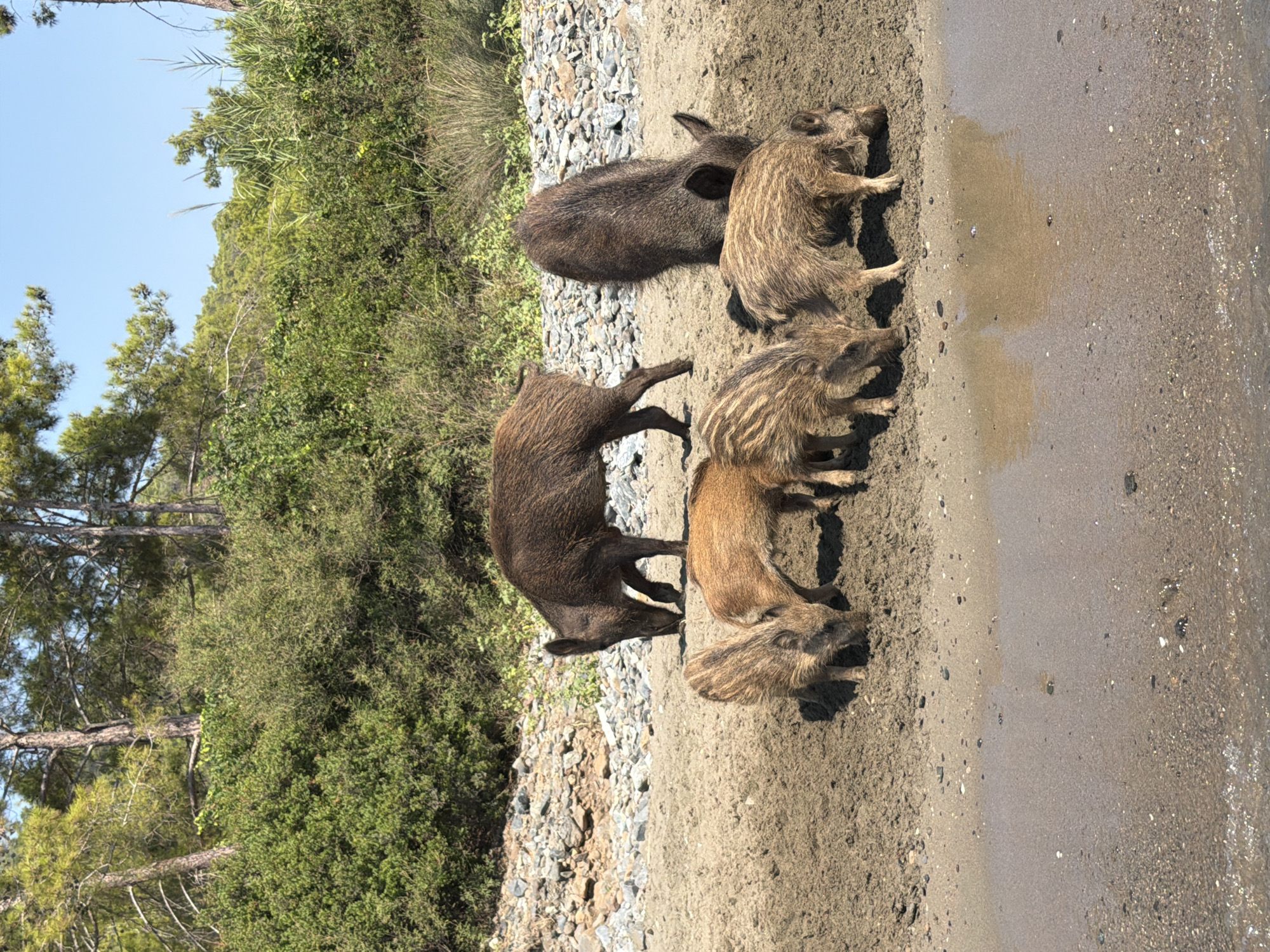 A group of wild boars, including at least three juveniles, are gathered on a sandy shoreline in Kemer, Turkey. The adult boars are dark brown, while the juveniles have a striped pattern. They are all engaged in foraging on the ground. The background features a dense green shrubbery and trees, with a clear blue sky overhead. The shoreline is composed of sand and small stones.