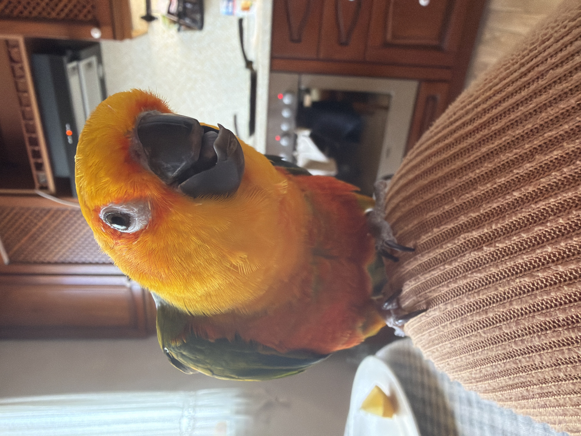 A close-up, slightly rotated image shows a Sun Conure parrot perched on a brown knitted sleeve. The parrot's head is predominantly yellow, transitioning to orange and red on its chest. Some green feathers are visible on its underside. The background features a kitchen with wooden cabinets and a microwave. The scene is indoors and appears to be in a domestic setting. There is no evidence to suggest the location is Khimki, Russia.
