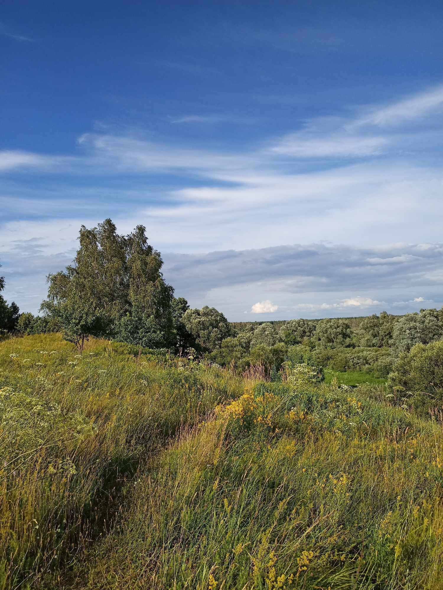 This is a landscape photograph taken on a sunny day in Strashyn Village Council, Belarus. The scene is a rural meadow filled with tall, green grass and wildflowers. A large birch tree stands prominently in the middle left of the frame, with a dense forest stretching across the horizon. The sky is a vibrant blue, dotted with wispy white clouds, suggesting fair weather. The lighting indicates it is likely late afternoon, casting long shadows and illuminating the grasses with a warm, golden hue. There is no text visible in the image. The overall impression is one of natural beauty and tranquility.
