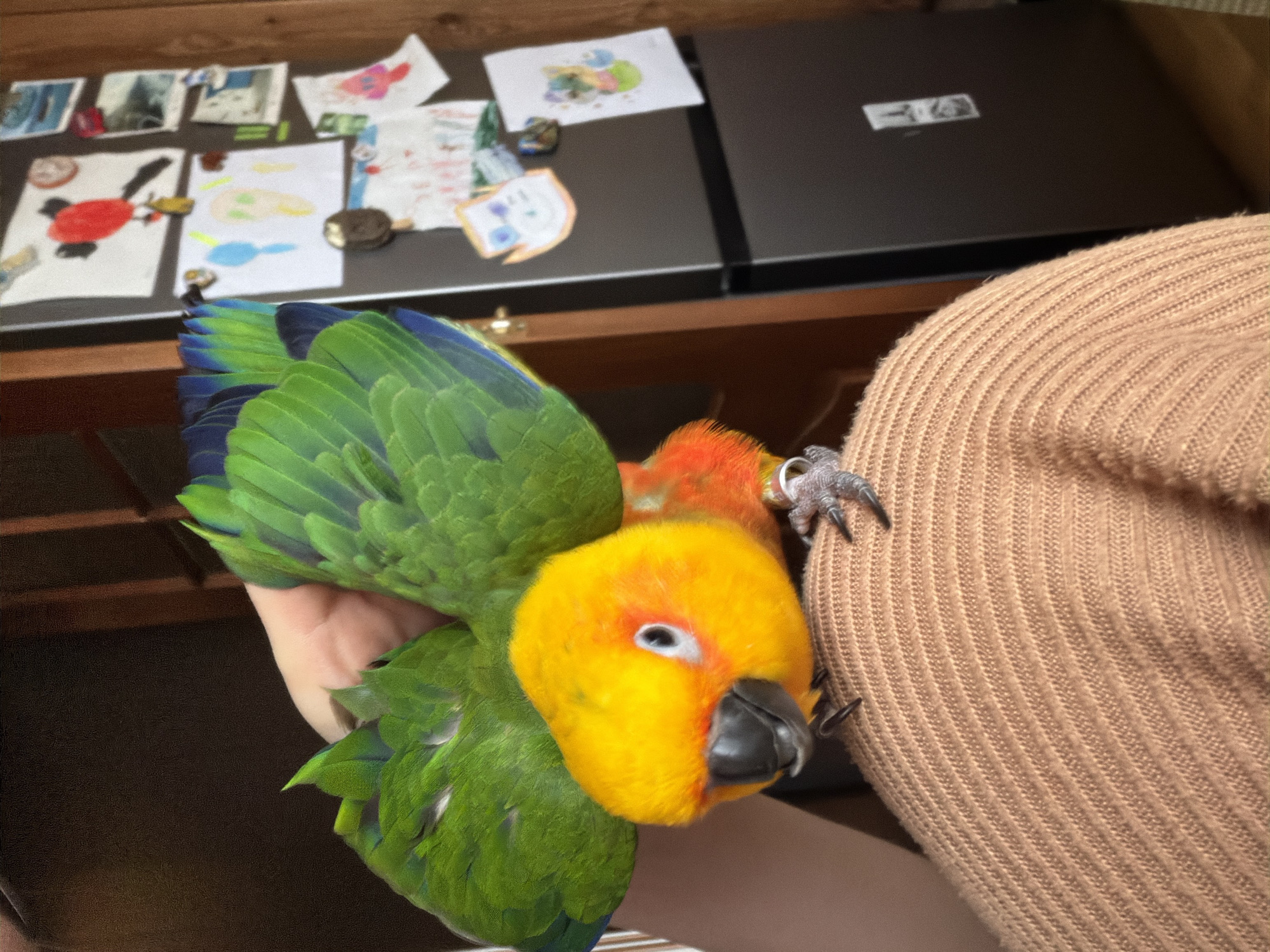 A close-up shot captures a sun conure parrot perched on a person's shoulder. The bird exhibits vibrant plumage, with green wings accented by blue feathers, a yellow head, and orange patches on its upper back. The person's shoulder is clad in a tan knitted garment. The background consists of a wooden surface with children's drawings and artwork affixed to a dark grey appliance. There is no information in the image that indicates that the location is Khimki, Russia.