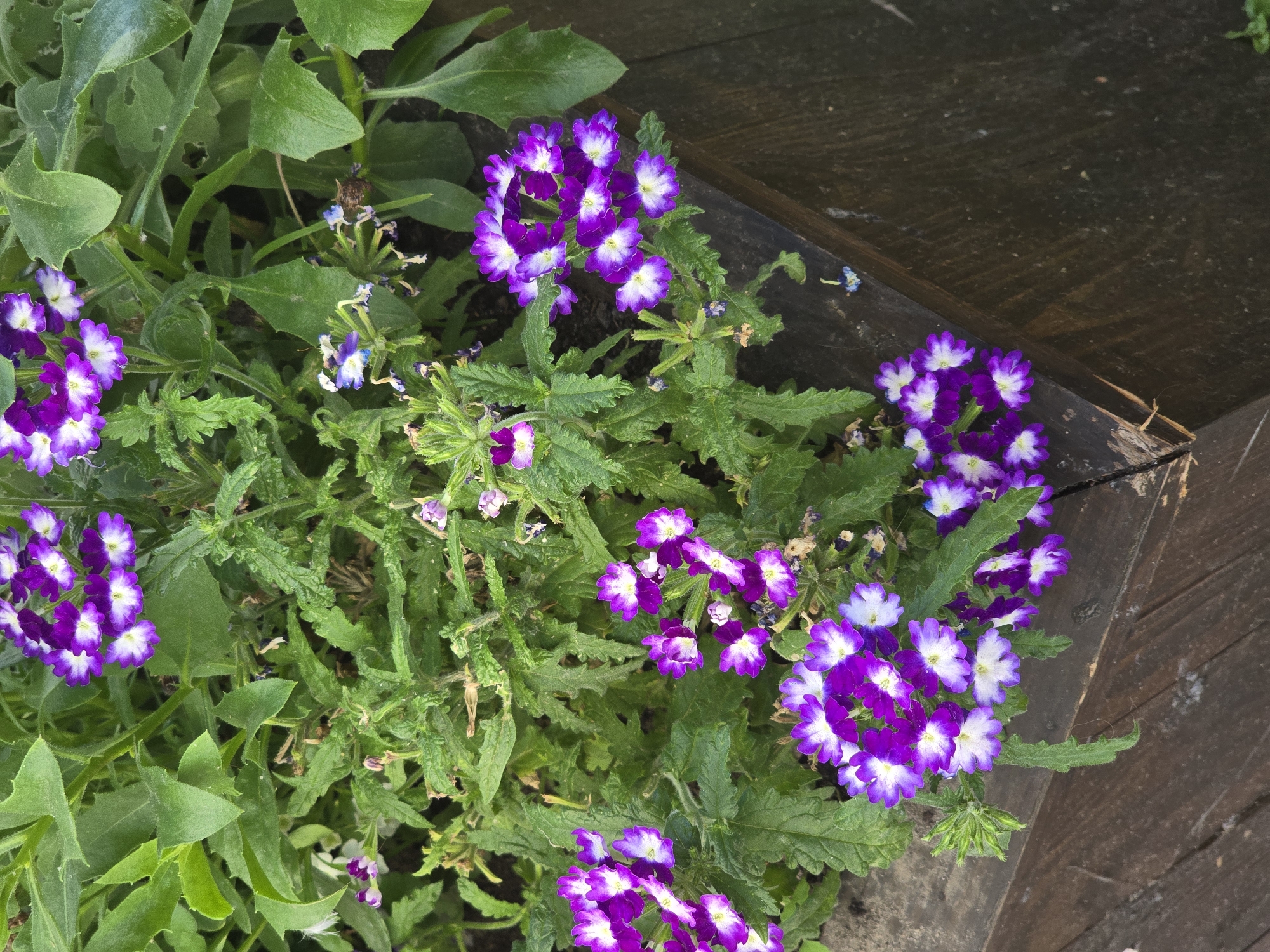 This is a close-up, overhead shot of purple and white verbena flowers in a wooden planter. The flowers are clustered together on thin green stems, surrounded by lush green foliage. The wooden planter has a rustic appearance, with weathered planks. The scene is likely outdoors, given the natural light and plant life. There are no people or animals visible, and no text is present. The overall impression is one of natural beauty and simple gardening. The time of day and weather are not explicitly discernible, but the bright lighting suggests a sunny day. The location context provided indicates the image was taken in Petropavlivska Borshchahivka, Ukraine.
