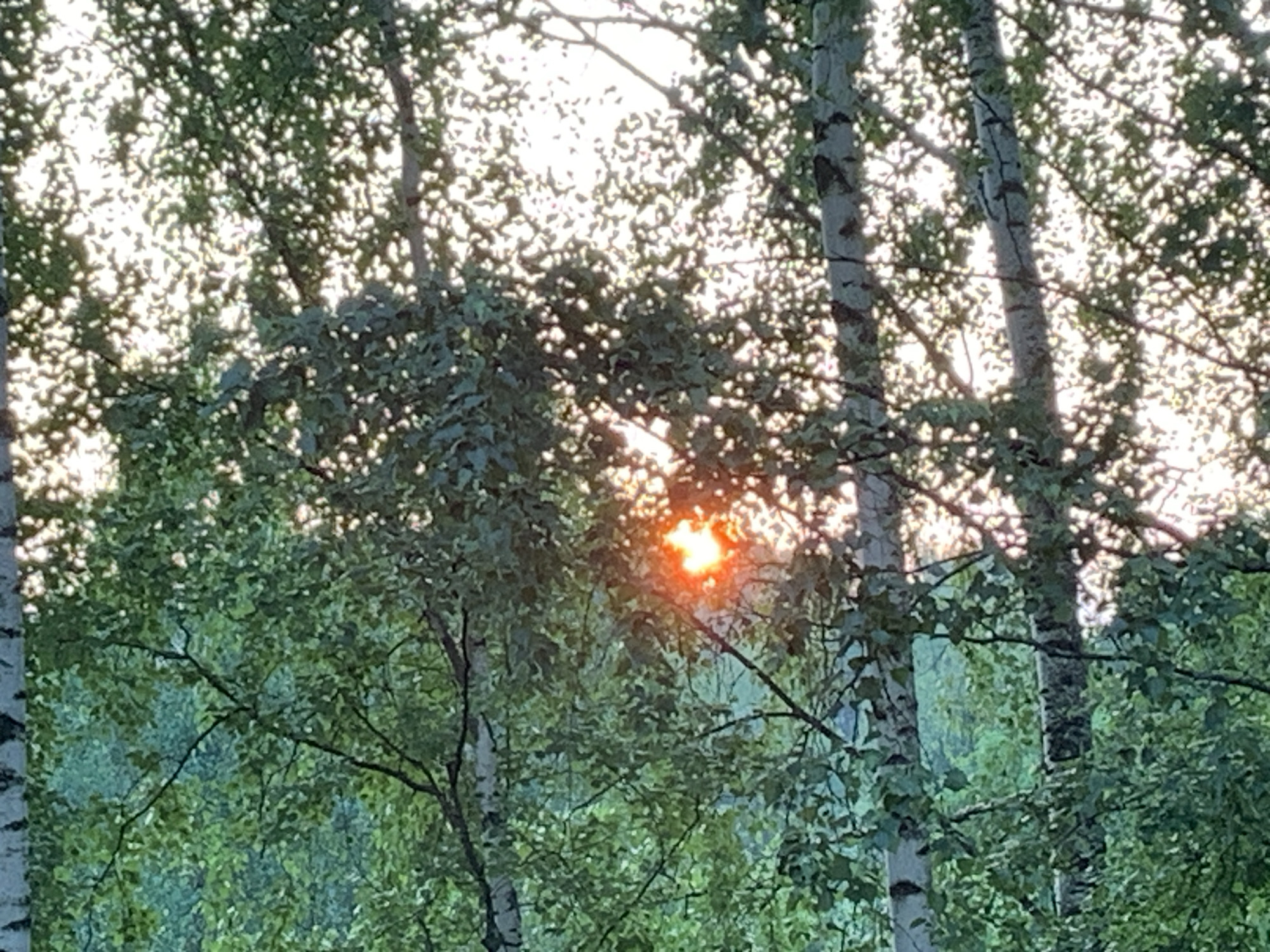 The image captures a view through birch trees with dappled sunlight filtering through the leaves. The sun, appearing as a bright orange-red glow, is visible in the center of the frame, partially obscured by foliage. The trees have characteristic white bark with black markings, typical of birch trees. The foliage is dense and green, suggesting a summertime or early autumn setting. The background appears to be a forest or wooded area. This scene is likely located in a natural or semi-natural area within or on the outskirts of Chaikovsky, Russia, possibly a park or a forest adjacent to residential areas. There are no people or animals visible in the image.