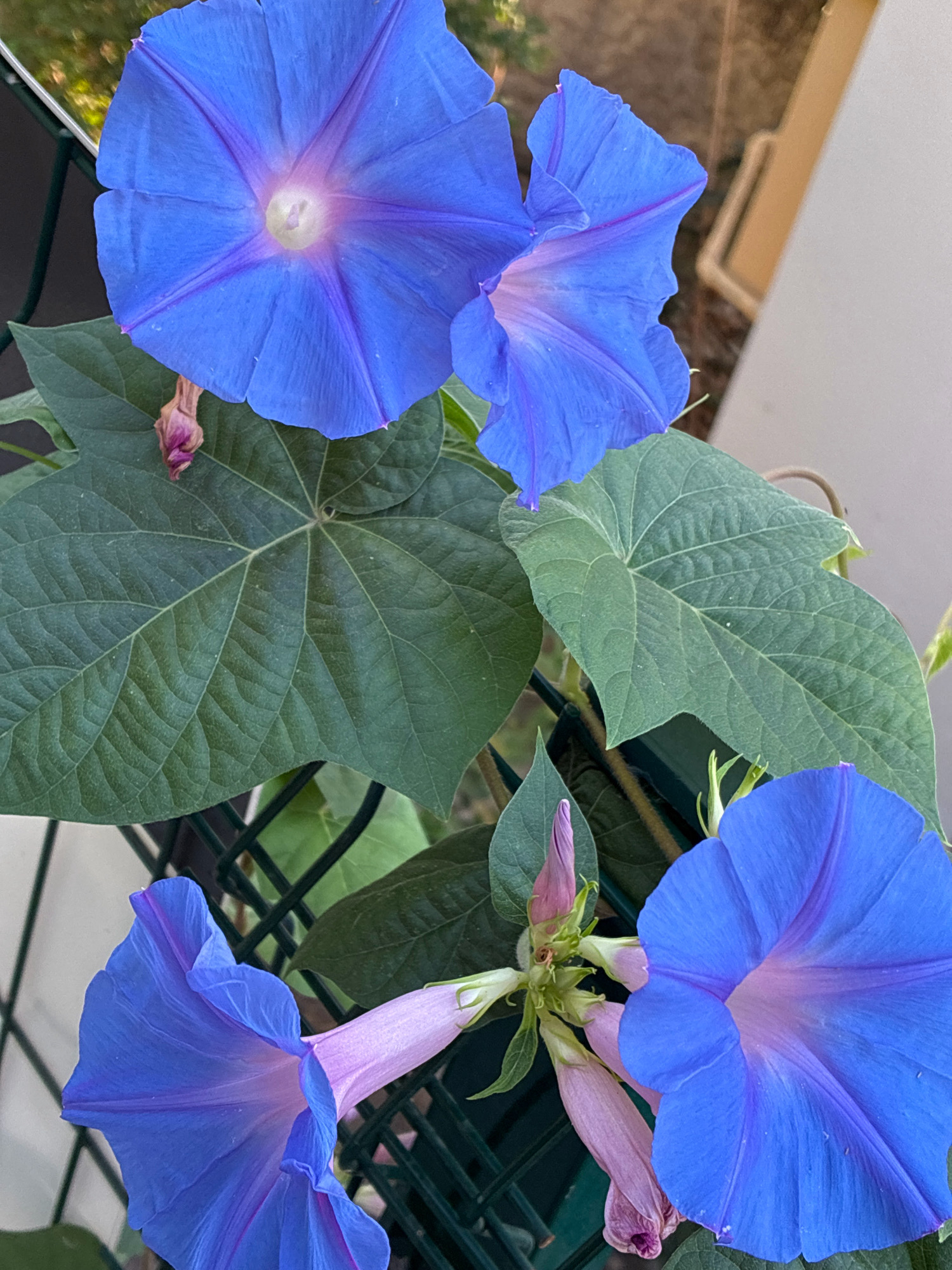 In Alanya, Turkey, a cluster of vibrant blue morning glory flowers are in bloom, showcasing their trumpet-shaped petals. The flowers are supported by lush green leaves and some developing buds, all intertwined with a dark green lattice fence. The background reveals a blurred mix of soft lighting and earthy tones, suggesting an outdoor setting during daylight hours. There are no people or animals visible in the frame, and the image focuses solely on the natural beauty of the flora.