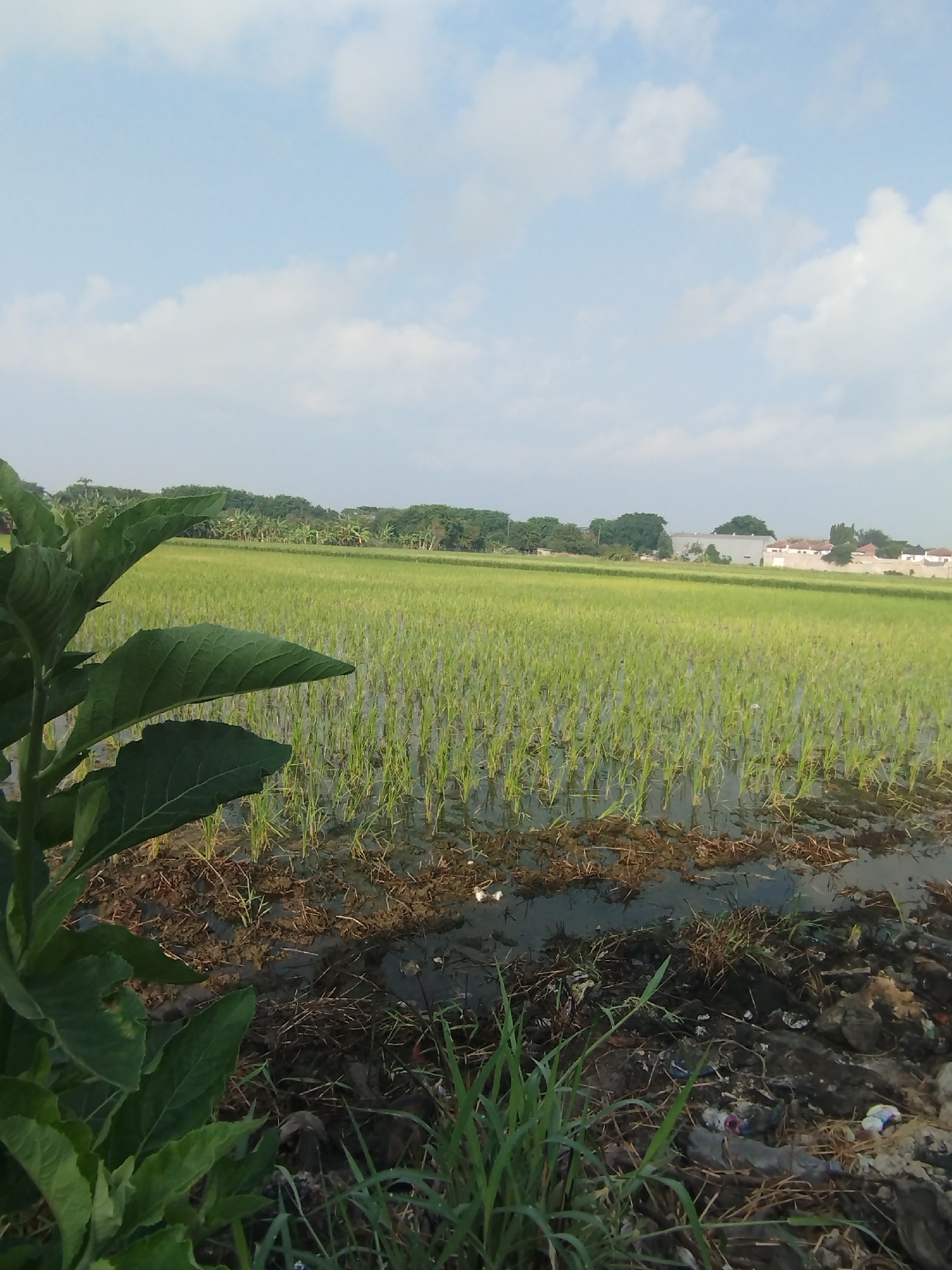 The image depicts a partially flooded rice field in Sawotratap, Indonesia. In the foreground, to the left, is a large, leafy green plant. The rice field itself is a vast expanse of green paddy plants partially submerged in water, stretching into the background. Beyond the field, a line of trees and then residential buildings are visible under a pale blue sky with scattered white clouds. The scene appears to be a rural or semi-rural agricultural area.