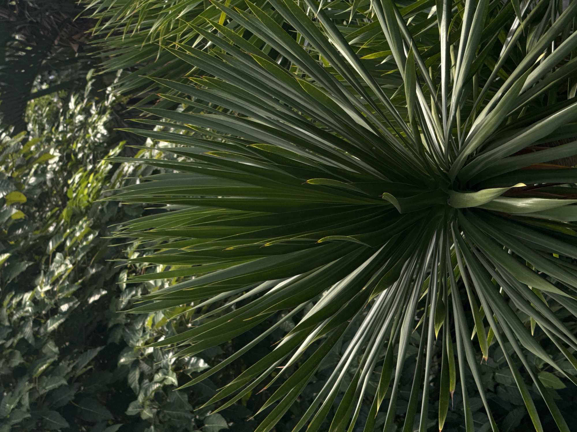 The image is a close-up, low-angle shot of a Yucca plant's vibrant green, spiky leaves fanned out in a radial pattern. The leaves are long, narrow, and pointed, with some showing subtle yellowing or lighter green tips. The background is filled with a dense, dark green foliage of other plants, creating a lush and slightly shadowed environment. The lighting suggests it is daytime, with sunlight filtering through the leaves and highlighting the Yucca's texture and form. The location is described as Unknown, Unknown within a city.
