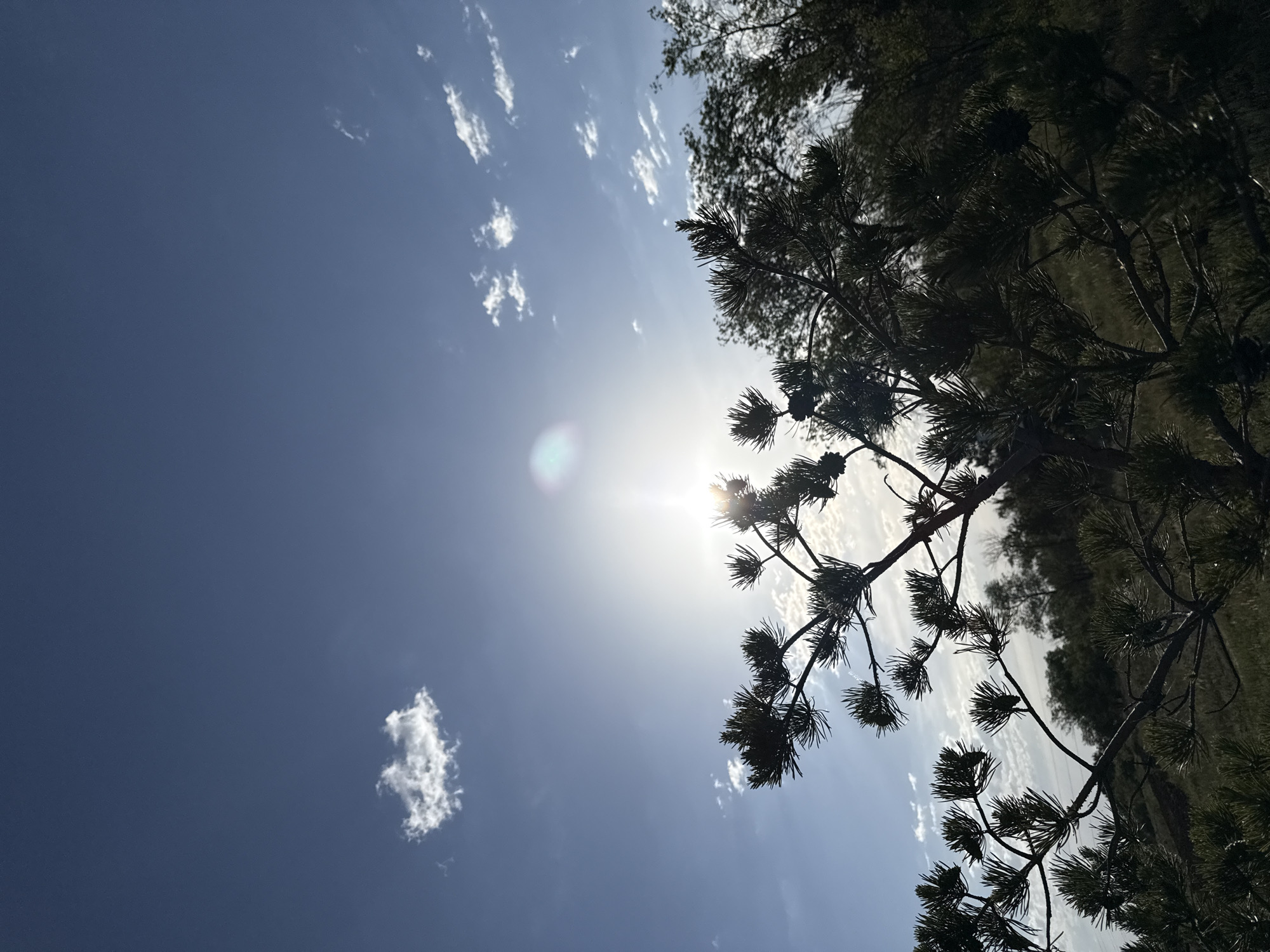 This image captures an upward view of a bright blue sky partially obscured by the silhouettes of coniferous tree branches. The original image appears to be taken in a portrait orientation (or rotated 90 degrees), with the sky dominating the left half and the tree canopy on the right.
The sky is a vibrant blue, with several small, white, scattered cumulus clouds visible, particularly in the upper left and lower right sections. The sun is a powerful, brilliant light source positioned towards the center-right of the frame, partially hidden behind the tree branches, creating a strong lens flare effect that manifests as a circular or oval burst of light.
The subjects in the foreground are the dark, silhouetted branches and needles of what appear to be pine trees. The strong backlighting from the sun renders these branches in deep shadow, showing minimal internal detail but clearly outlining their shape. Some branches exhibit the distinctive clusters of long needles typical of pine trees, and several small pinecones are discernible attached to the branches, especially in the lower right portion of the tree canopy. In the background, beyond the immediate branches, more distant, less defined tree foliage is visible, also silhouetted against the bright sky.
There is no discernible activity or event taking place; the image is a static capture of a natural scene. The time of day is clearly daytime, likely mid-morning or early afternoon, given the intensity and position of the sun. The weather is sunny with scattered clouds. The location is an outdoor natural setting, possibly a forest, park, or woodland area. There is no visible text in the image.