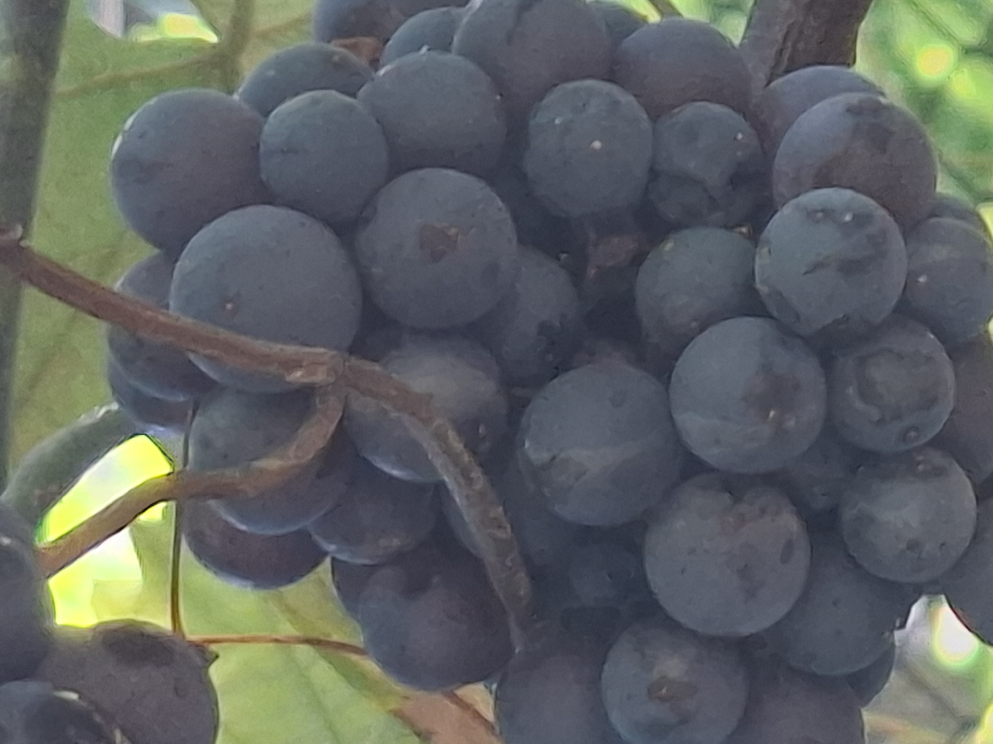 A close-up, low-angle, outdoor shot focuses on a cluster of dark purple grapes hanging from a vine. The grapes are ripe and clustered tightly together. A brown vine stem is visible, twisting through the cluster. In the background, out-of-focus green leaves and bright yellow light suggest sunshine filtering through foliage. The scene is generic and does not contain any specific landmarks or elements to identify its location within Almaty, Kazakhstan. There are no people or actions depicted.