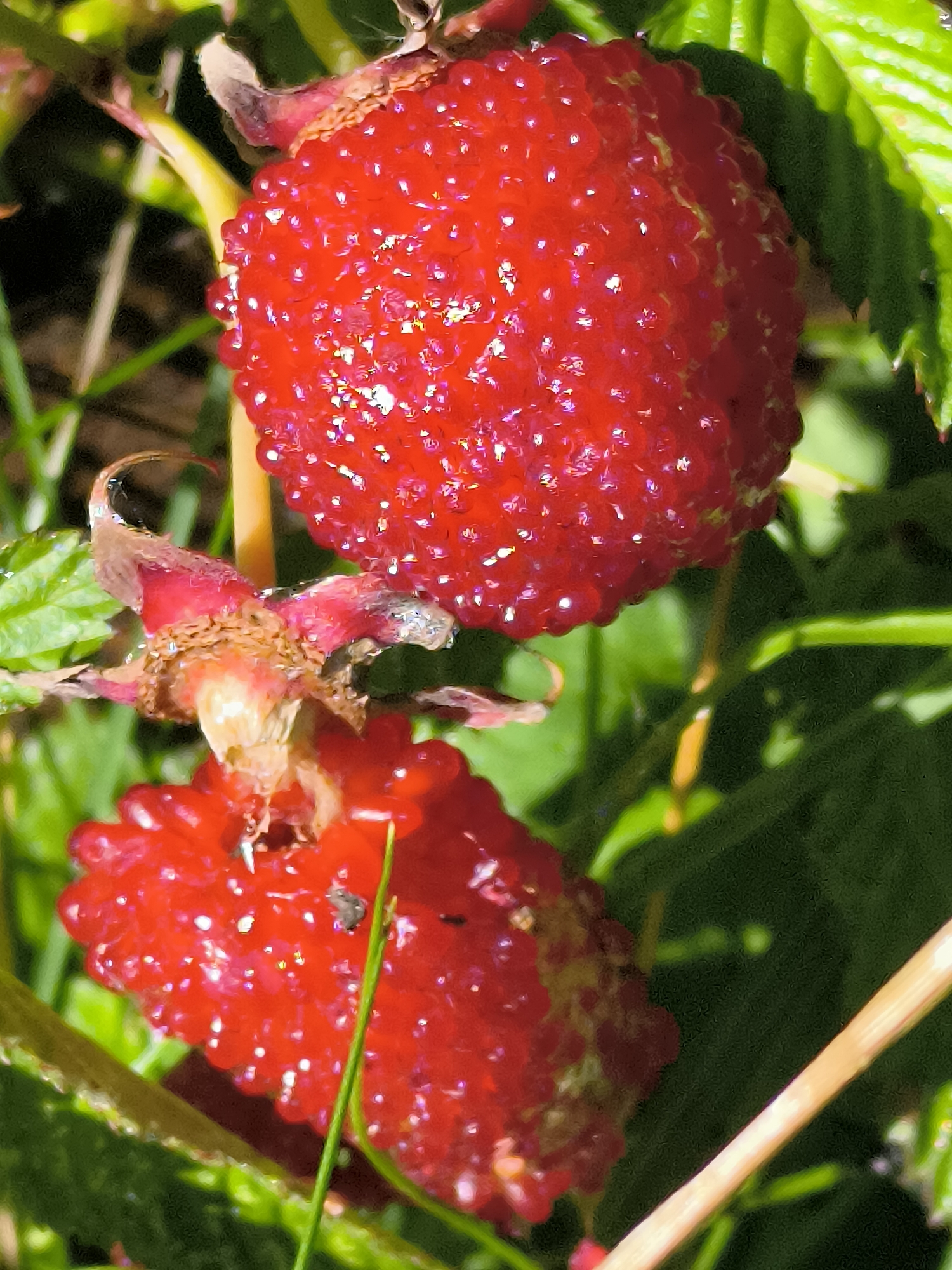 Two ripe, red raspberries are shown in close-up, suspended amidst green foliage. The raspberries have a bumpy texture, characteristic of their drupelet structure, and are illuminated by bright light, creating sparkling highlights on their surfaces. One raspberry is positioned above the other, with a dried, brown calyx connecting them. The surrounding environment consists of green leaves and thin, pale stems, suggesting a natural, outdoor setting. The image has a shallow depth of field, with the raspberries and immediate foliage in sharp focus, while the background is blurred. The image does not provide any information about the city of Dercekliai, Lithuania, or any people.