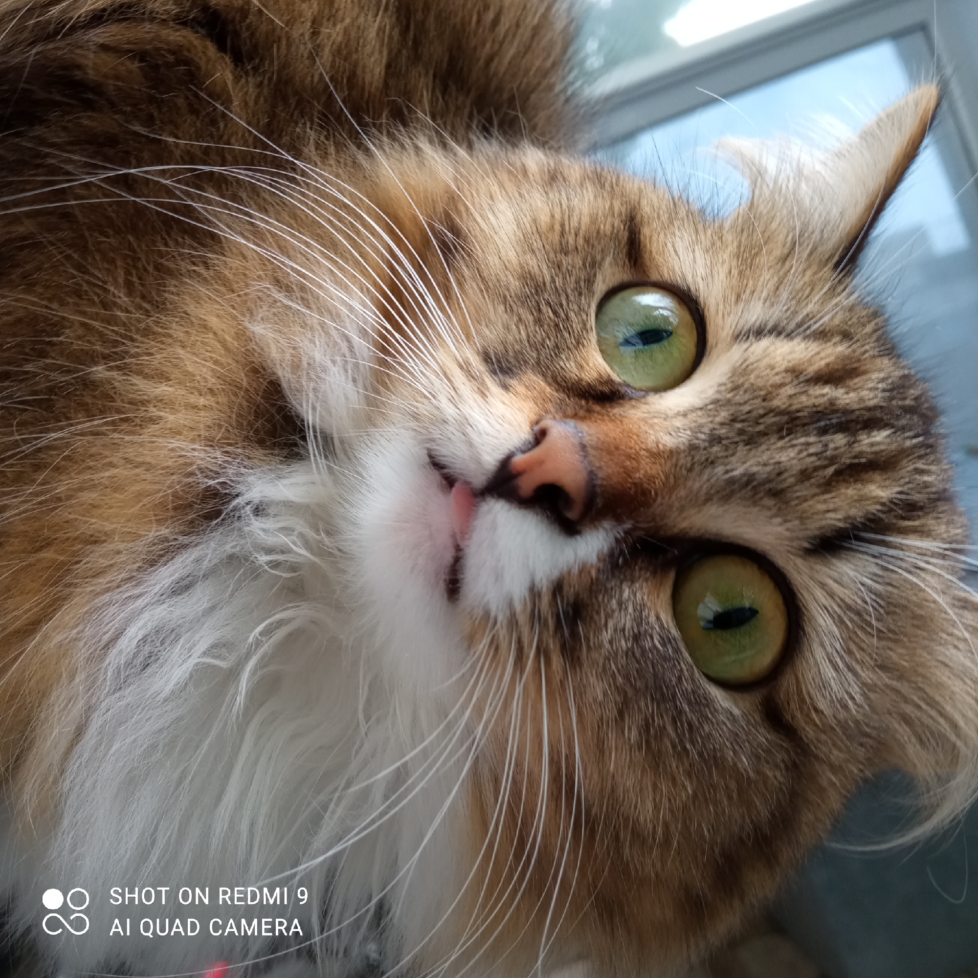 A close-up photograph captures a brown and white long-haired cat. The cat is positioned with its head tilted to the left, revealing its face from an upward angle. It has striking green eyes and a pink nose. Its mouth is slightly open, showing a glimpse of its pink tongue. The background features a blurred window, suggesting the photo was taken indoors. The bottom left corner of the image contains a watermark indicating it was "SHOT ON REDMI 9 AI QUAD CAMERA." The location in the city of Chaikovsky, Russia is not specified.