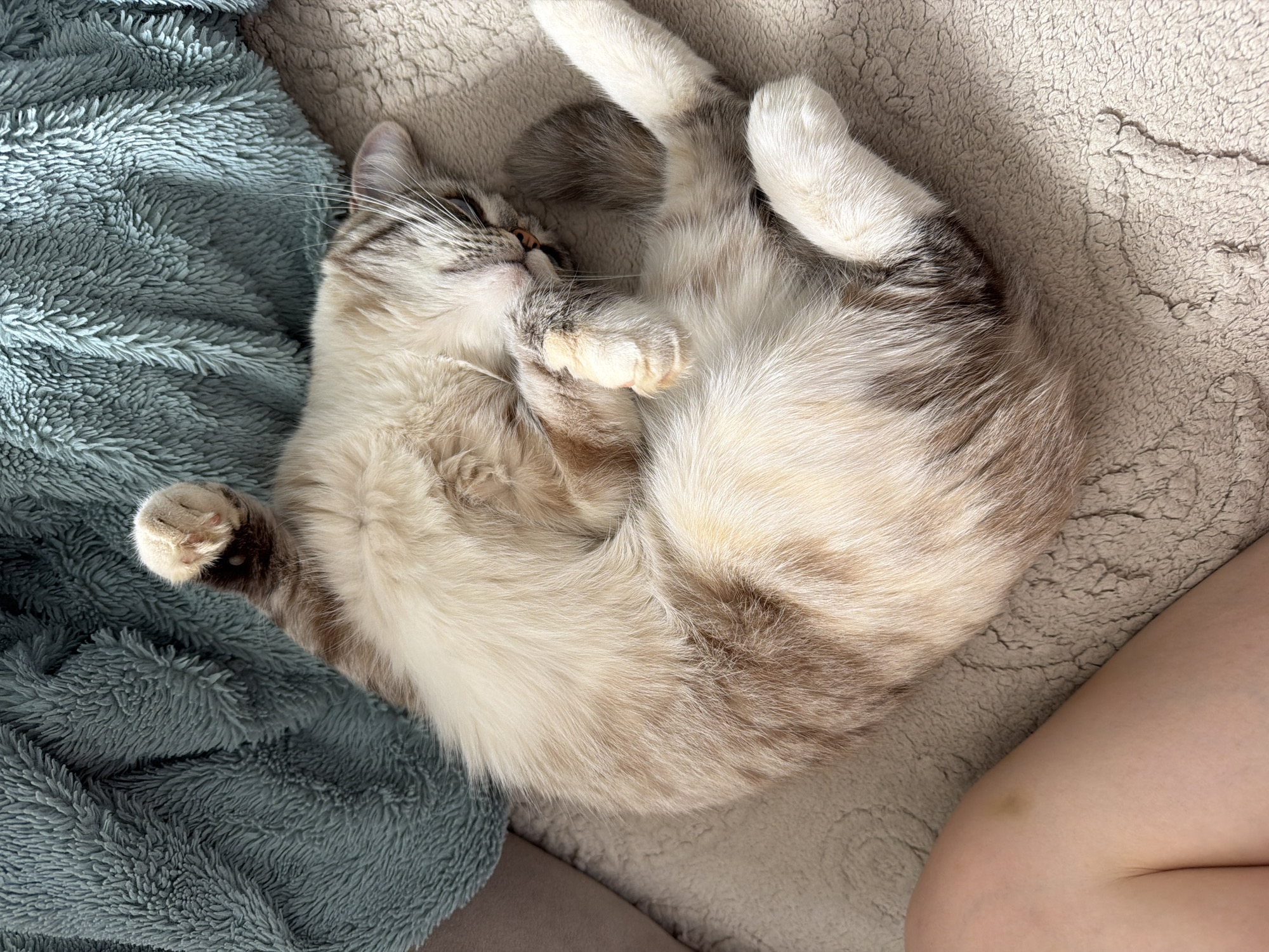 An indoor scene, depicted as occurring in the city of Chaikovsky, Russia, features a domestic long-haired cat, likely a Ragdoll or similar breed, curled on its back in a state of deep sleep or relaxation. The cat exhibits a cream and white coat with light brown tabby point markings on its extremities, ears, and tail. Its right front paw is positioned over its face, partially obscuring its nose and mouth. The cat rests on a light beige, short-pile, textured blanket or rug. A rumpled, plush, long-pile blanket in a muted teal color occupies the upper left and top portions of the frame, partially covering the sleeping cat. In the lower-left foreground, a segment of a fair-skinned human leg, identified as a thigh, is visible, displaying a small, faded yellowish-purple bruise. No specific architectural or geographical landmarks within the image directly confirm its location in Chaikovsky, Russia.