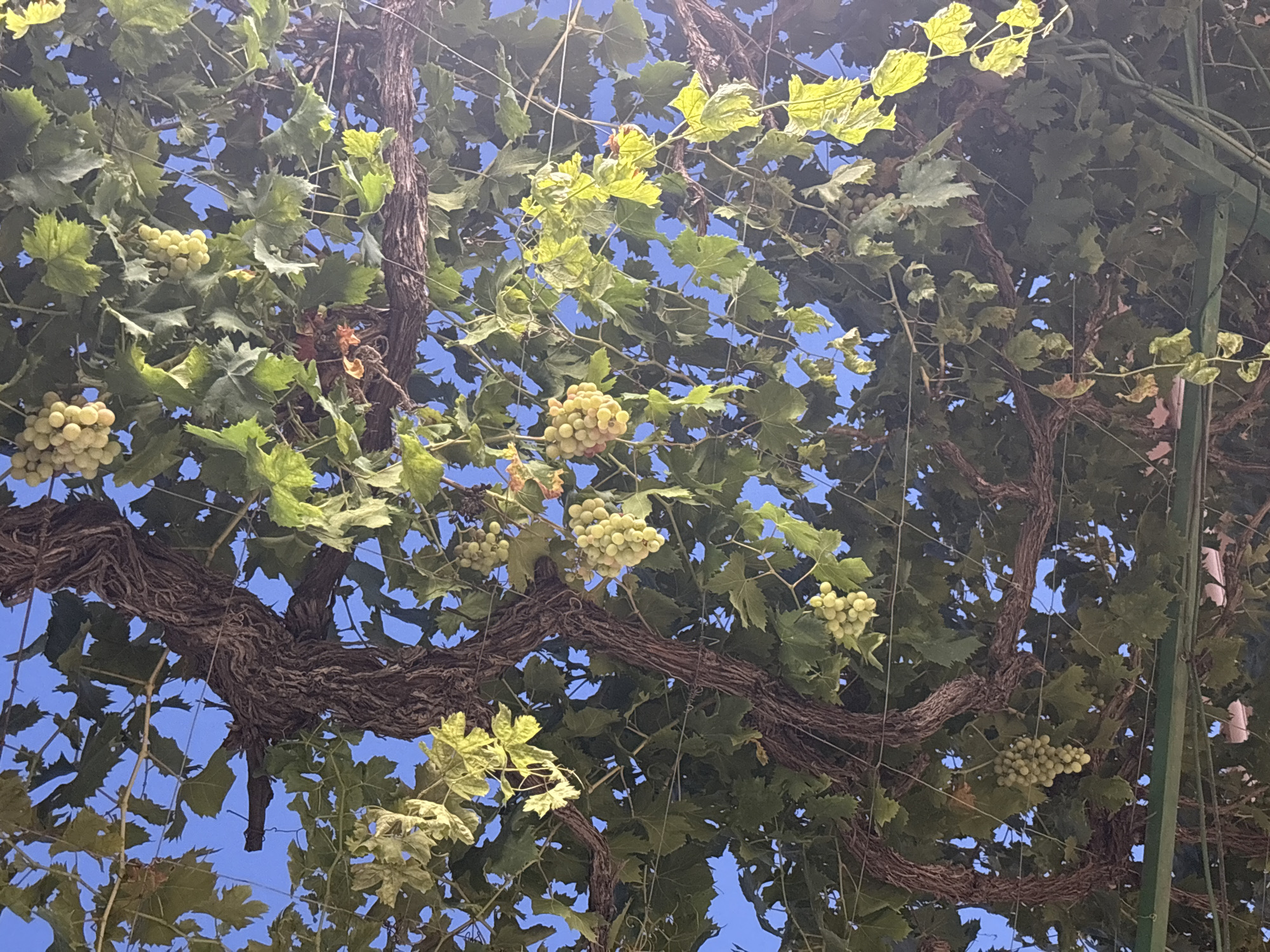 The image shows a close-up, upward view of a grape vine with bunches of light green grapes hanging from it, set against a clear blue sky. The vine has thick, gnarled, woody branches and is covered in broad, green leaves, some of which appear slightly dry or discolored. The grapes are clustered together in various sizes, some appearing ripe and full. The scene is outdoors, likely in a garden or vineyard setting. Based on the visual cues of a well-established vine and the clear, bright sky, this image could plausibly be located in a rural or semi-rural area like Aljarilla, Spain, known for its agricultural landscapes. There are no people or specific human actions depicted in the frame. The focus is solely on the natural elements of the grape vine and its fruit.