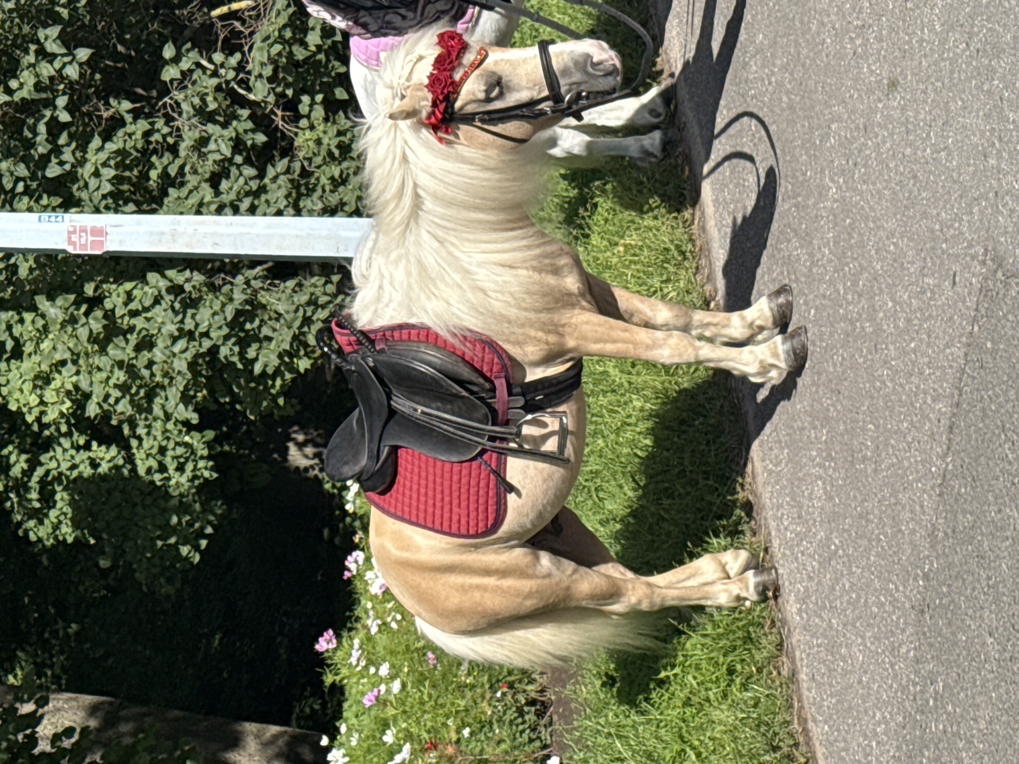 A palomino pony stands on a paved surface next to a grassy area with flowers. The pony is wearing a saddle with a red saddle pad and a bridle adorned with a red rose garland on its head. Another white pony is partially visible behind it. In the background, there are trees and a light-colored pole with red markings. The scene appears to be outdoors, possibly in a park or recreational area. The lighting suggests it is daytime.