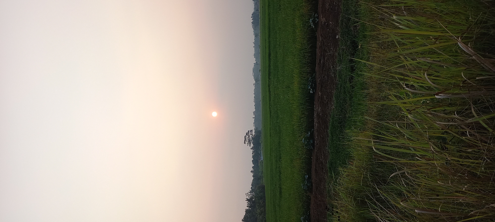 The image depicts a serene rural landscape in Sidamulya, Indonesia, during what appears to be either sunrise or sunset. The sky dominates the upper portion of the frame, transitioning from a pale, hazy white at the top to a soft, peachy orange near the horizon. A small, bright orb, representing the sun, is visible slightly to the left of the center, partially obscured by atmospheric haze.
Below the sky, a vast expanse of vibrant green rice paddies stretches across the mid-ground. The rice plants are lush and dense, indicating a healthy crop. A narrow strip of dark soil runs horizontally through the paddy, separating it from the foreground. On this strip, several clusters of large, leafy plants, possibly vegetables, are planted.
The foreground is filled with tall, dry grasses and reeds, their blades a mixture of green, yellow, and brown, suggesting a drier season or a different type of vegetation bordering the field. In the distance, along the horizon, a line of trees, including some taller palm-like trees, forms a natural boundary to the agricultural land. A small, indistinct building or structure is visible amidst the trees in the far distance. The overall atmosphere is tranquil and bucolic, characteristic of an Indonesian countryside. There are no people or animals visible in the scene.