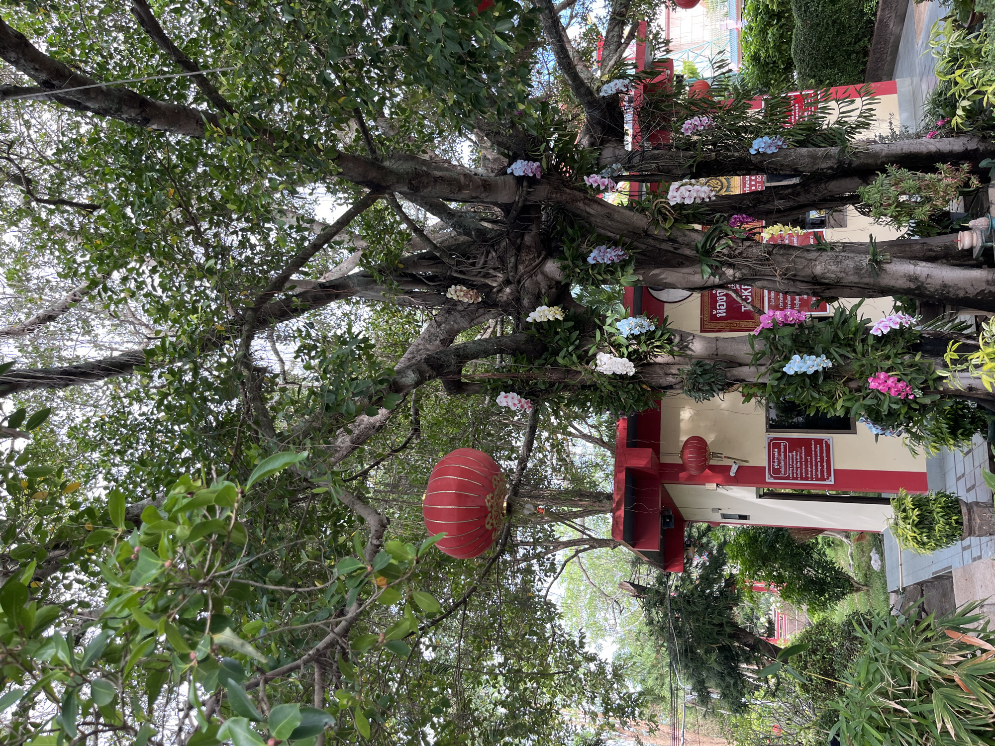 The image depicts a lush, green tree with a red Chinese lantern hanging from one of its branches. Colorful flowers are growing on the tree's trunk, and a red and beige building is visible behind the tree. The scene is located in มาบฟักทอง, Thailand, as identified by the OCR text "KET BO" which is cropped from a section of the building, and the context around it provides a partial translation.
