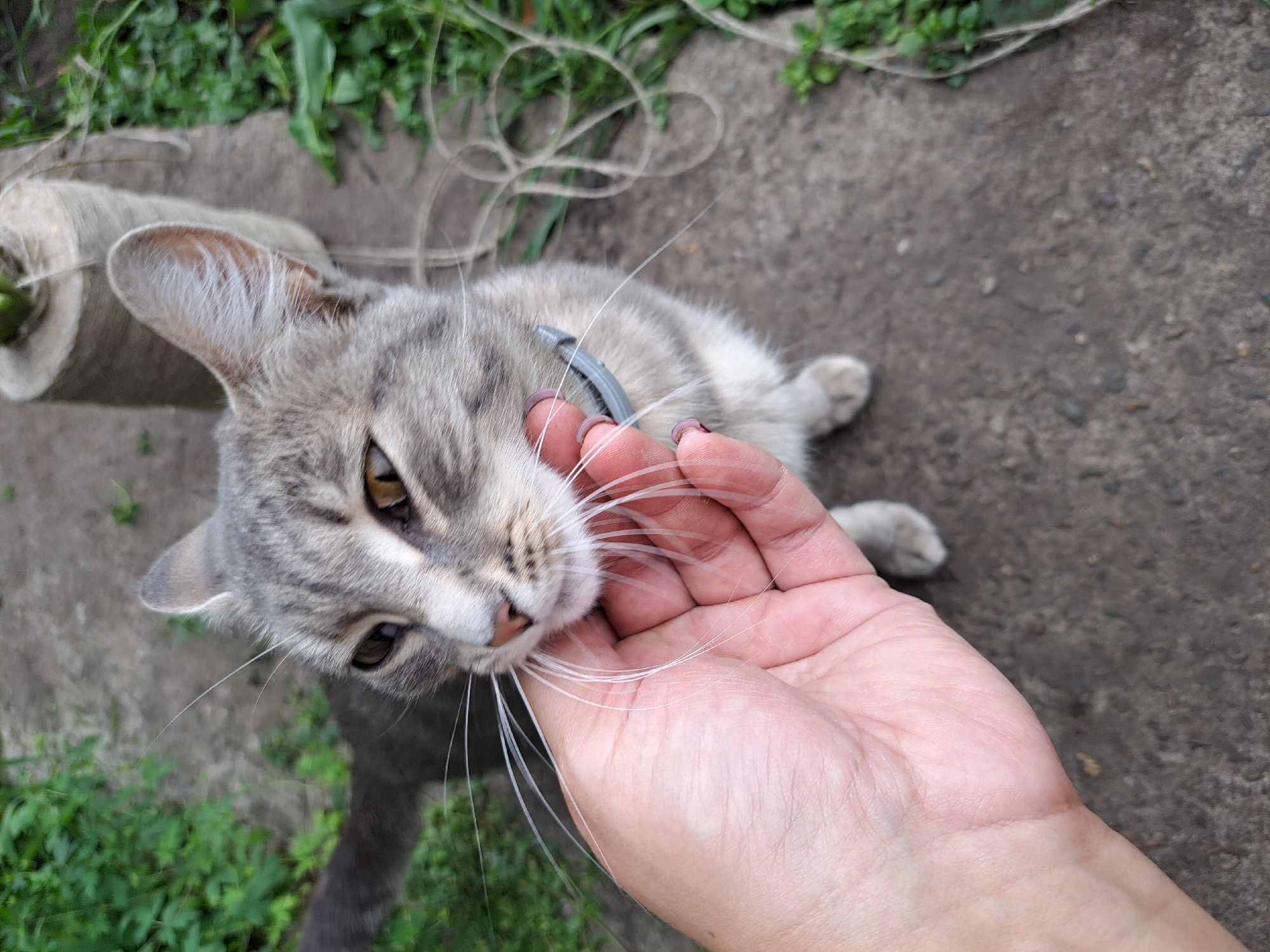 A close-up shot shows a person's hand gently stroking the chin of a grey tabby cat. The cat is looking towards the camera with large, intelligent eyes and prominent white whiskers. The cat is wearing a simple grey collar. In the background, out of focus, are green foliage and a spool of rough twine. The ground appears to be made of concrete and dirt. The scene is outdoors, likely in a residential area or garden. The location is identified as Chernetsk, Russia.