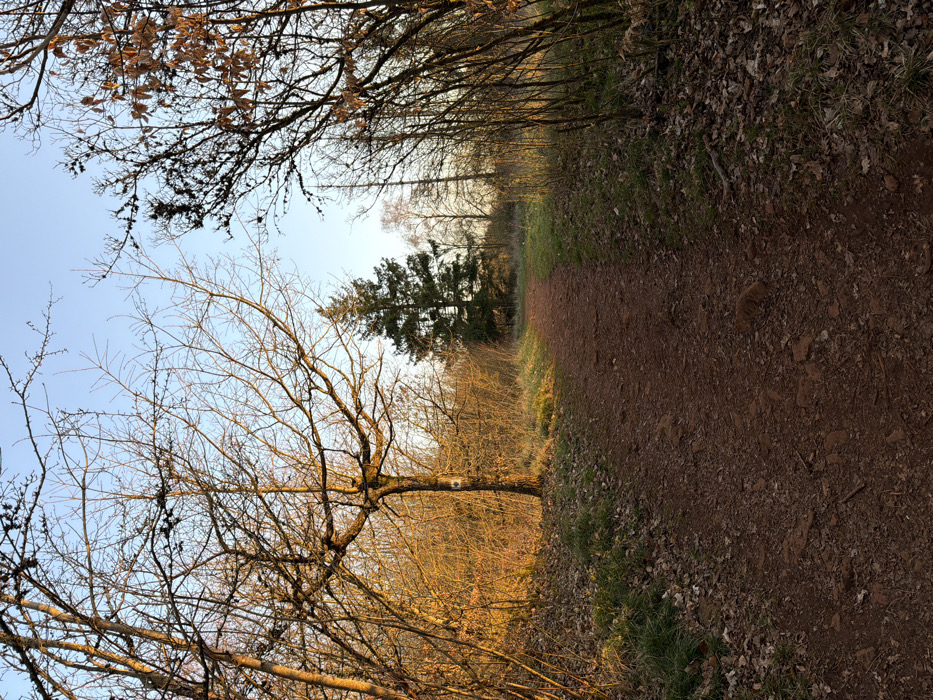 This image displays a natural, unpaved reddish-brown dirt path traversing a wooded area within Schifflange, Luxembourg, illuminated by low-angle golden sunlight under a clear, pale blue sky. The path originates in the foreground and extends into the middle distance, gently curving leftward. On the left side, bare deciduous trees and undergrowth are brightly illuminated, with one prominent tree exhibiting a circular white marker with a black center on its trunk, approximately 1.5 meters above ground level. The right side of the path features denser, predominantly shadowed vegetation, including bare trees and some retaining dried brown leaves. In the mid-ground, a tall, dark green coniferous tree stands centrally, flanked by additional deciduous trees. The ground surface consists of exposed soil, fallen brown leaves, and patches of sparse green grass. No individuals or active subjects are present.