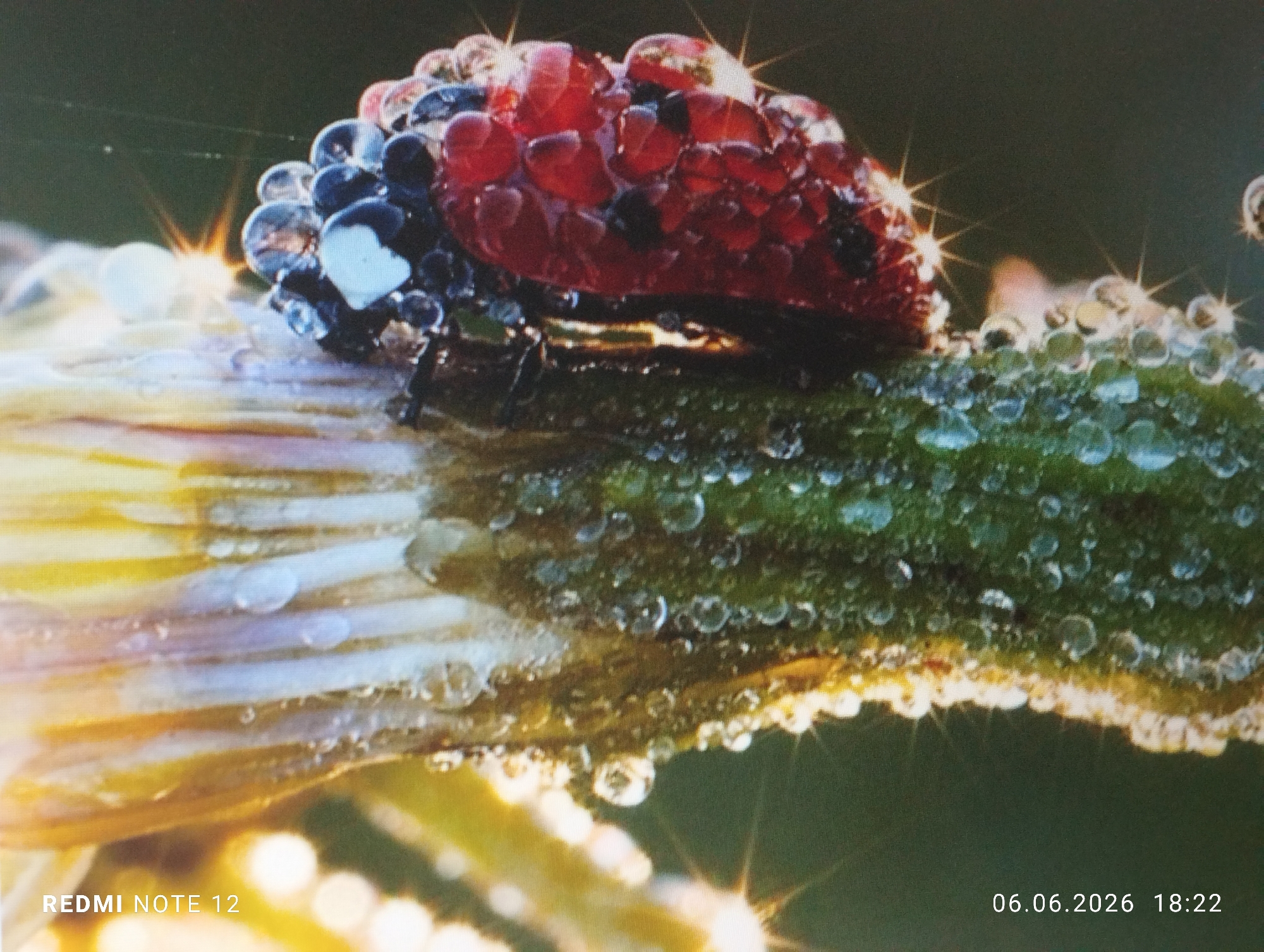 An extreme close-up photograph captures a small, elongated insect, approximately 1-2 centimeters in length, heavily adorned with spherical water droplets, resting on a plant stem. The insect displays a segmented body, primarily reddish-orange with areas of dark pigmentation, possibly black. Numerous clear water droplets on the insect's surface exhibit prominent starburst light reflections. The insect is situated on a green, textured plant stem, which is also densely covered with similar water droplets, many reflecting light with starburst patterns. Below and to the left of the green stem, a broader, longitudinally striated plant structure, yellowish-white in coloration, is visible, also bearing scattered water droplets. The background is an out-of-focus, dark green field. No human individuals or animals other than the insect are present, and no actions or interactions are depicted. A digital timestamp "06.06.2026 18:22" is visible in the bottom right corner, and "REDMI NOTE 12" is present in the bottom left corner. This image was captured in the city of Burgas, Bulgaria.