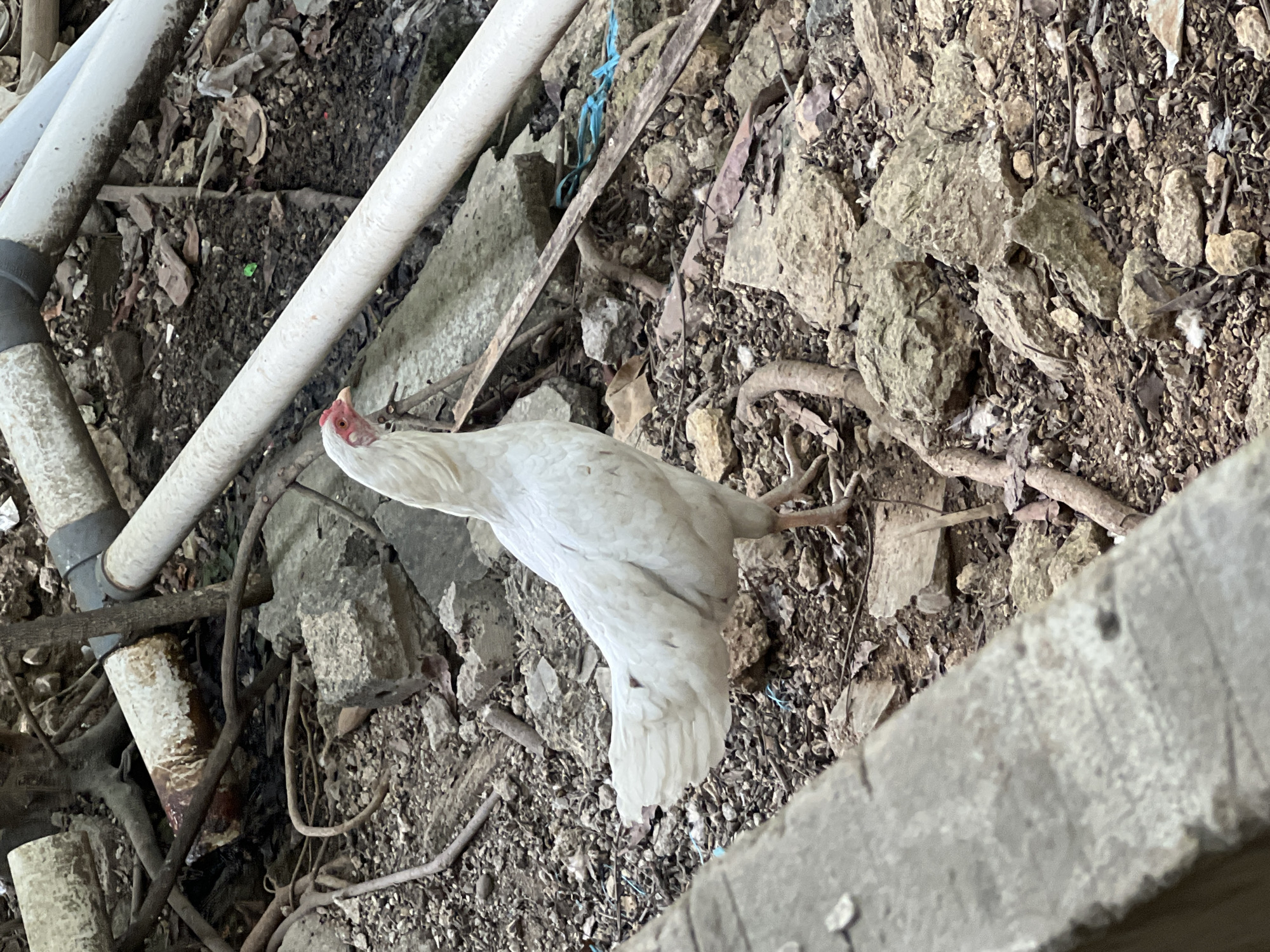 A white chicken is standing on rocky, debris-strewn ground. The chicken is facing to the right, with its head slightly turned towards the viewer. Behind the chicken, several large white pipes are visible, along with branches and other debris. The ground is covered in small stones, dirt, and fallen leaves. The background is blurred, suggesting a shallow depth of field. The scene appears to be outdoors, possibly in a rural or industrial area. The image was taken in Klapanunggal, Indonesia.