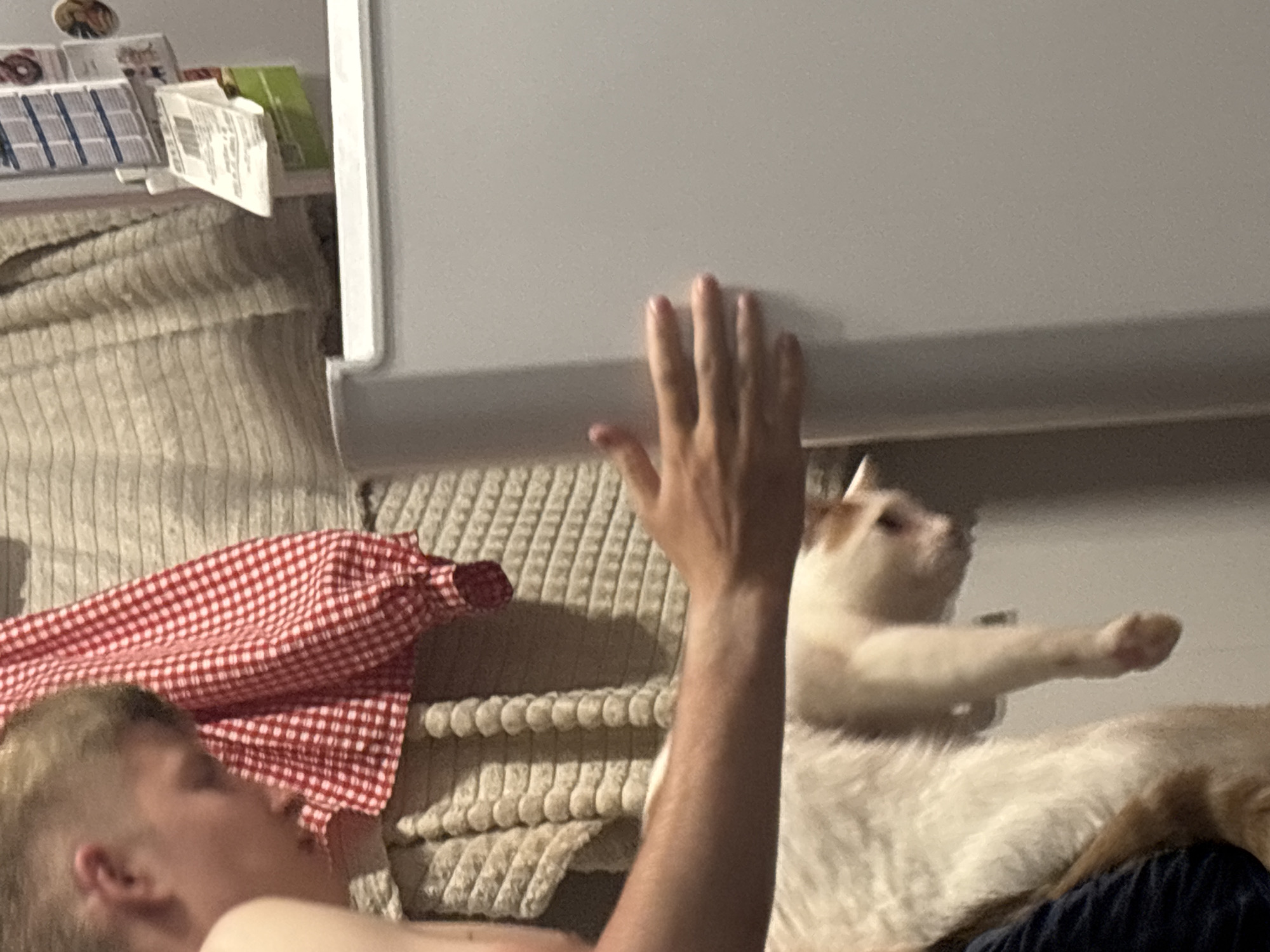 In an indoor setting, a person's arm is visible, extended and touching the side of a white refrigerator. A cat, predominantly white with some orange markings, is draped over the person's arm and partially across their body. The cat appears relaxed, with its head resting downwards. Behind the person and cat, a textured beige fabric hangs, and a red and white checkered cloth is draped over it. On the refrigerator door, several items are attached, including what appears to be a calendar or notice board with blue and white sections, and a small white piece of paper with text and a barcode, possibly a receipt. The scene suggests a casual, domestic environment. The image does not provide any information about the location within the city of Unknown, Russia.