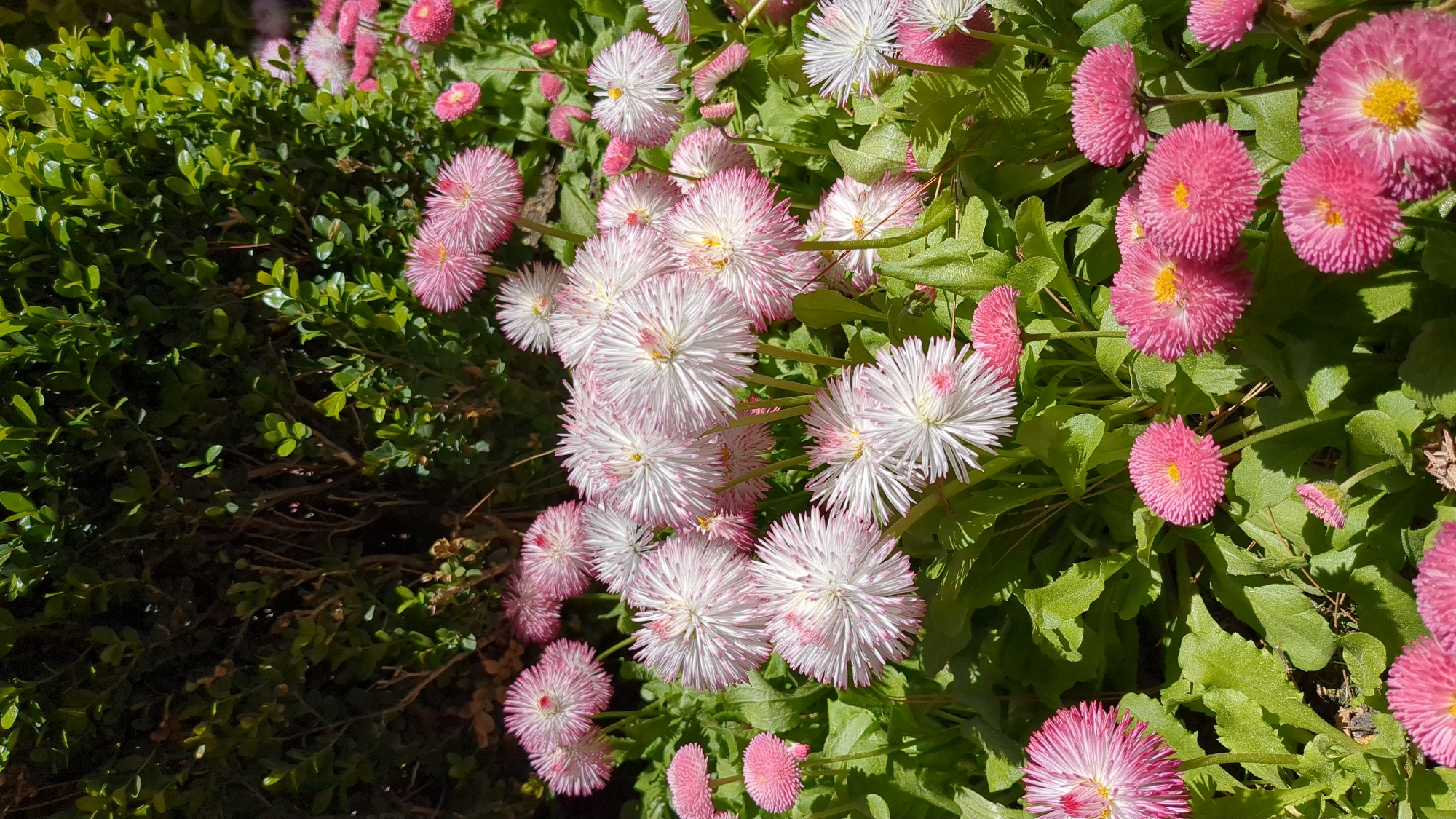 This media file captures a vibrant close-up of blooming flowers and green foliage, likely in a garden or park setting in Gelendzhik, Russia. The foreground and midground are dominated by numerous Bellis perennis, commonly known as English daisies, presented in two distinct varieties.
One variety features delicate white petals with striking pink tips, creating a ruffled, spiky appearance. Their centers are a bright yellow, contrasting beautifully with the white and pink. These flowers appear to be a 'Tasso' or similar double-flowered cultivar.
Interspersed among these are another variety of Bellis perennis, characterized by dense, spherical clusters of fuchsia or deep pink petals, giving them a pom-pom-like shape. These also possess small, central yellow disks. The vibrant pinks and whites stand out against the backdrop of their fresh green leaves.
On the left side of the frame and extending into parts of the background, a dense, dark green shrub with small, glossy leaves provides a rich, textured contrast to the colorful blooms. This shrub appears to be a type of Boxwood (Buxus).
The lighting in the image is bright and natural, indicating a sunny day. Strong sunlight illuminates the flowers and leaves, casting subtle shadows and enhancing the vibrancy of their colors. There is no visible text or discernible human activity. The overall impression is one of natural beauty and blooming life.