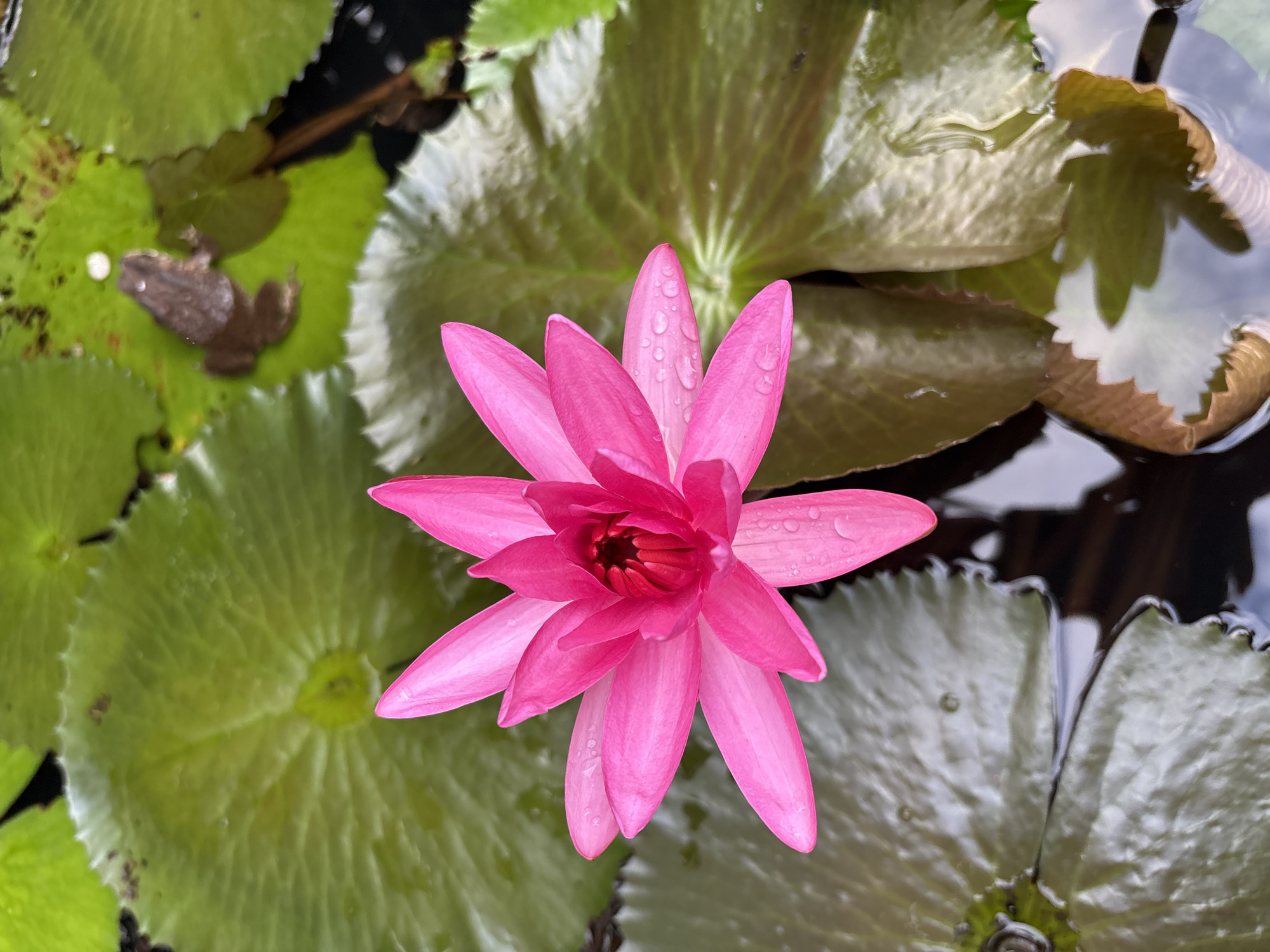 A vibrant pink water lily floats in a pond, its petals glistening with water droplets. The flower is the central subject, viewed from directly above, with its delicate petals fanned out in a star-like shape. Around the lily, large, green lily pads create a lush backdrop, some of them partially submerged in the dark water. The water's surface reflects the surrounding environment, adding depth and a sense of tranquility to the scene.
In the upper left corner of the image, a small, brown frog rests on one of the lily pads. The frog is positioned facing left, with its legs tucked underneath its body, blending almost seamlessly with its surroundings. The scene appears to be set in a natural outdoor environment, likely a garden pond or a natural body of water. The lighting suggests it could be daytime, possibly morning or late afternoon, given the soft illumination and the absence of harsh shadows. The overall mood is peaceful and serene, highlighting the beauty of nature. There is no visible text in the image.