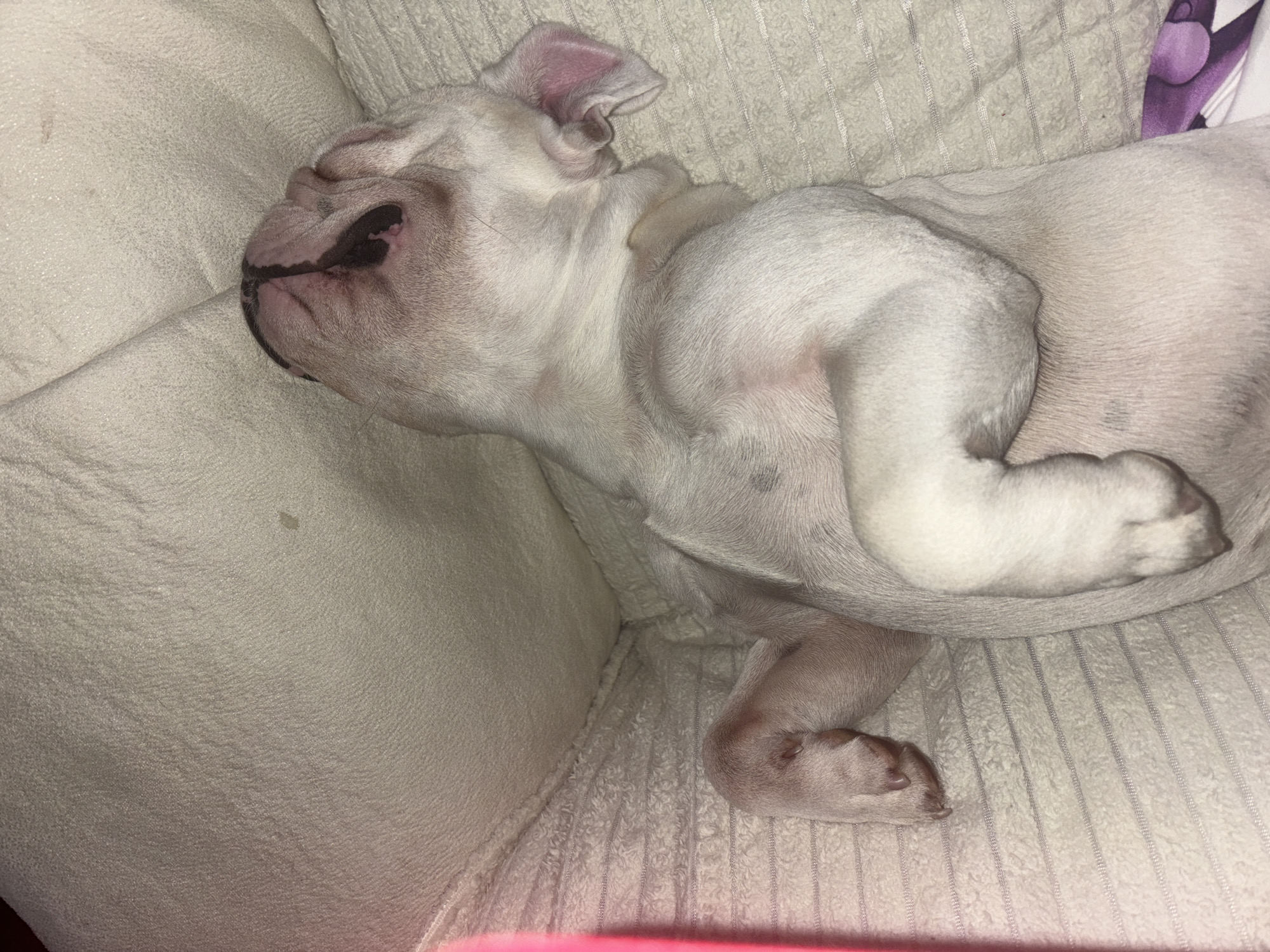 A white English bulldog puppy is asleep on a light-colored, textured sofa or cushion. The dog is curled up, with its front paws tucked close to its body and its head resting against the back of the sofa. The background includes a pillow with a vertical striped pattern, partially visible. The exact location, city, and specific details beyond what is visible in the image cannot be determined.