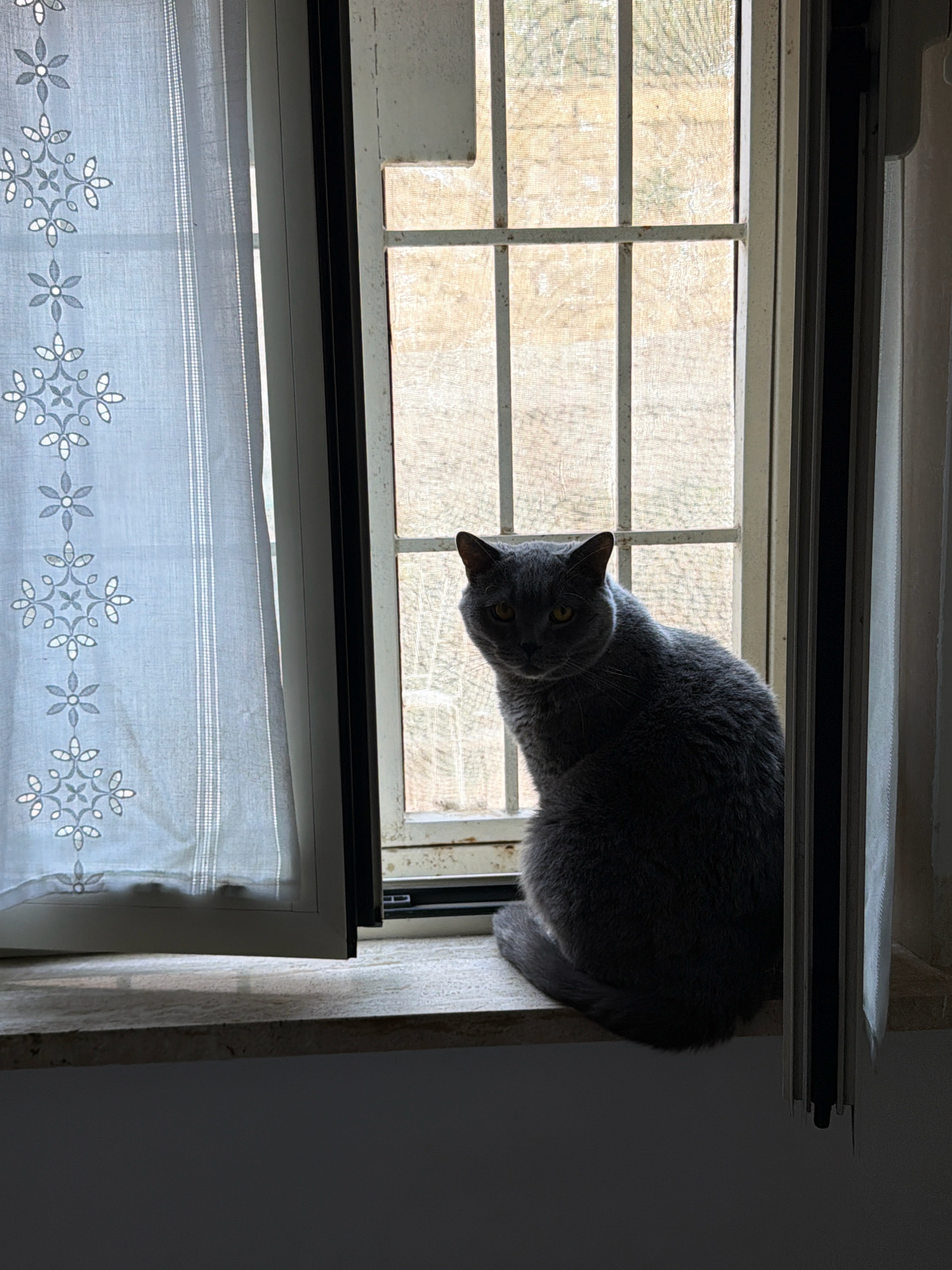 A dark gray cat with yellow eyes sits on a window ledge in front of a barred window. To the left of the window is a sheer white curtain with a floral embroidered pattern. The window appears to be old, with a dirty screen and rusted bars. The scene is dimly lit, with the cat's face illuminated by light from the window. The overall impression is one of quiet observation. There are no indications of the city of Rome, Italy within the image itself.