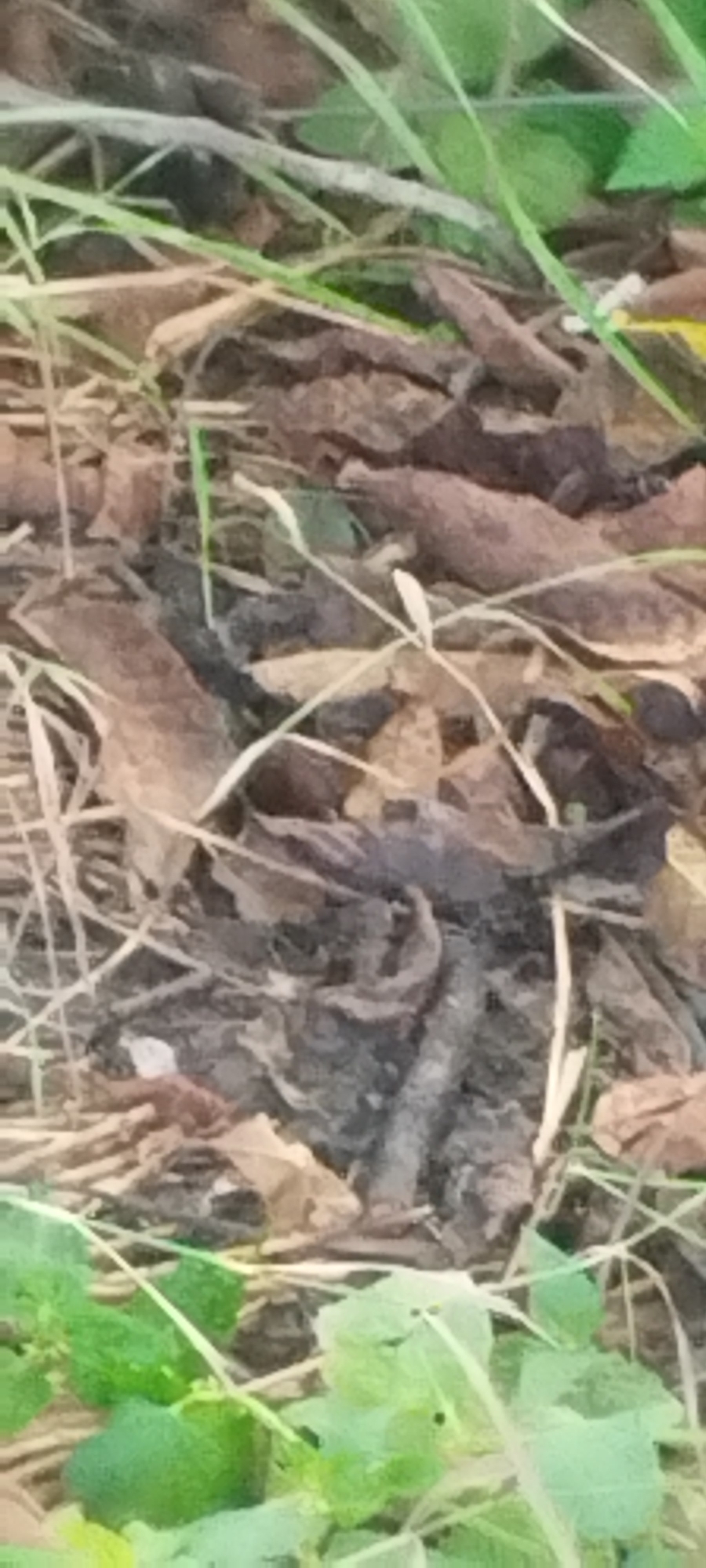 A close-up, eye-level, vertical medium shot captures a ground-level view of a patch of earth covered with dry leaves, twigs, and blades of grass. A small, dark-colored, segmented creature, possibly an insect larva or a small snake, is coiled and partially buried in the detritus. In the lower left and right portions of the frame, vibrant green leaves and stems of healthy plants emerge, contrasting with the muted tones of the decaying organic matter. The scene is set in a natural environment, likely a garden or woodland area, consistent with the general landscape of Yaroslavskaya, Russia. The lighting is even, suggesting an overcast day or shade. No human presence is evident.