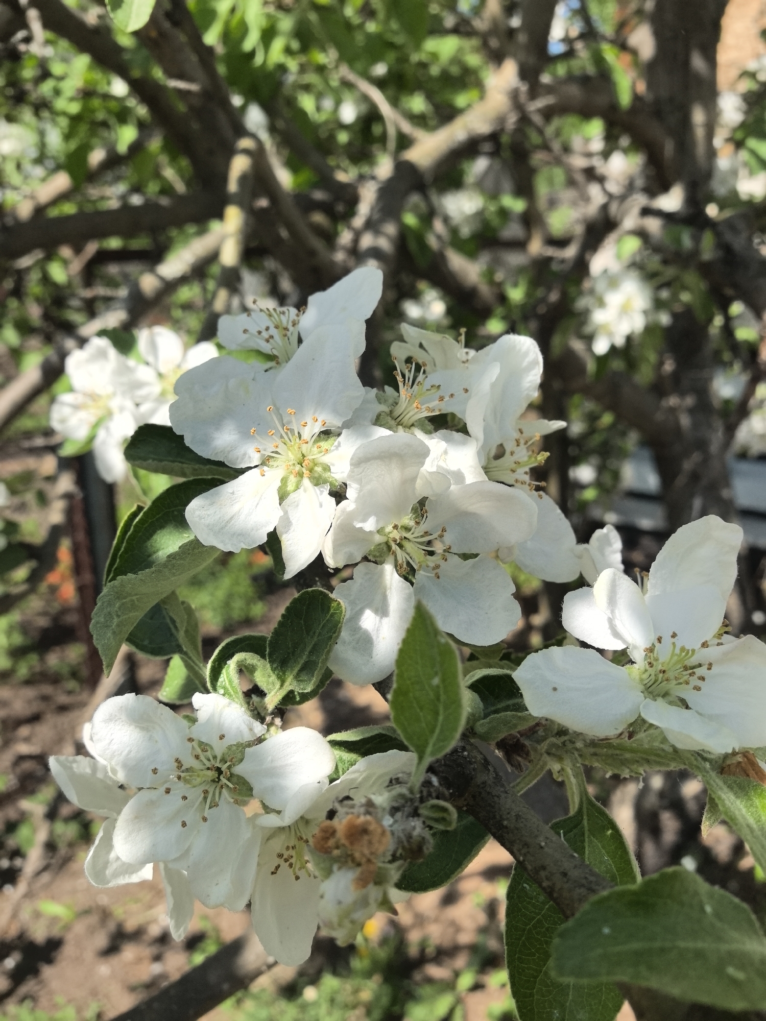 A close-up shot depicts a cluster of white blossoms, likely from an apple tree, with light green leaves. The blossoms are in various stages, some fully open with visible stamens and pistils, while others appear partially faded. The blossoms and leaves are attached to a brown branch. The background is a mix of blurred branches and foliage, with patches of sunlight. The image appears to be taken outdoors in natural light. There is no confirmation as to whether the image was captured in Noviy, Russia. No people are visible in the shot.