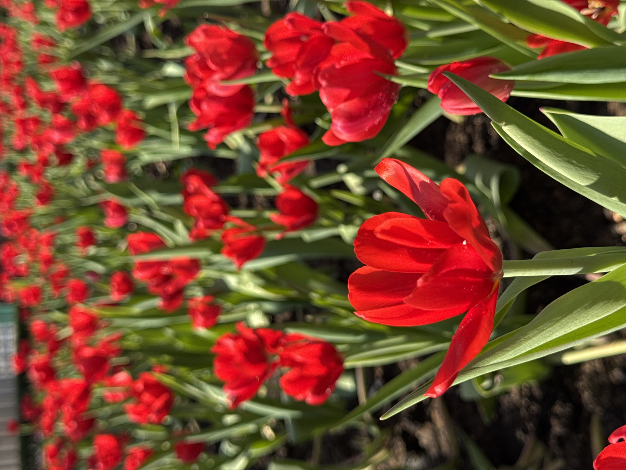 The image displays a dense field of vibrant red tulips illuminated by natural sunlight. In the immediate foreground, a single red tulip, fully open, is sharply in focus, revealing its bright red petals, green stem, and long green leaves. Small water droplets are visible on the foreground tulip's petals. Behind it, a multitude of other red tulips extends into the midground and background, arranged closely together. These tulips also feature bright red blooms and green foliage, with varying degrees of focus, creating a shallow depth of field where the background elements are softly blurred. Dark soil is visible interspersed among the plants. No individuals, man-made structures (beyond the implied garden setting), or explicit actions are discernible. The specific location within Đà Nẵng, Vietnam, cannot be determined from the visual information present in the image, as no identifiable landmarks or distinguishing features of the city are visible.