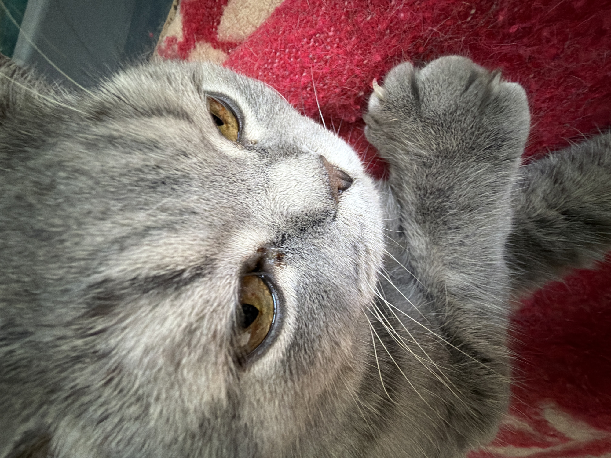 A close-up photograph shows a gray tabby cat lying on a red, textured surface. The cat's face is prominent, with golden eyes visible. One of the cat's paws is raised, with a single claw extended. The setting is indoors. No specific location is discernible from the image.