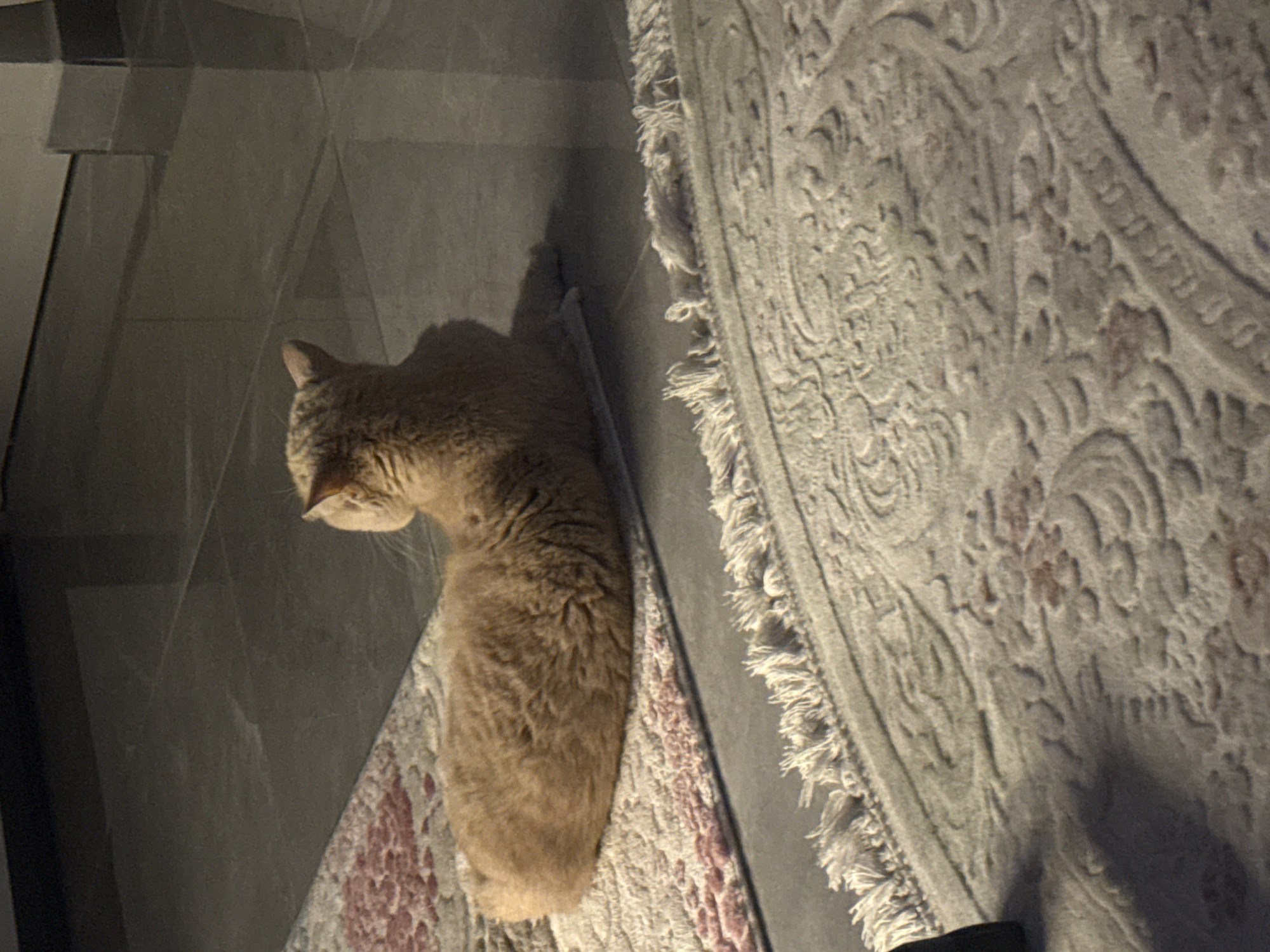 A light brown cat is lying on a patterned rug next to a grey tiled wall. The rug has a fringed edge. The environment appears to be indoors.
