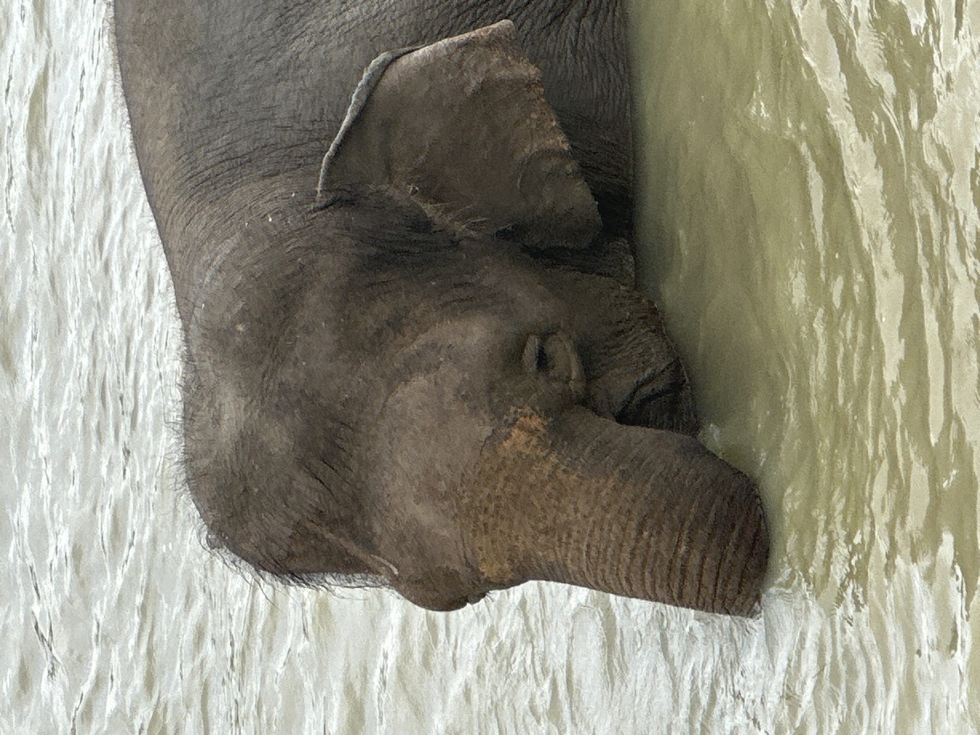 An elephant is partially submerged in murky, rippling water, its head and trunk visible above the surface. The elephant's skin is a dark gray, with visible wrinkles and some lighter patches. Its ear is large and floppy. The water is a muddy brown-green color, with visible waves and reflections. The background is out of focus, showing more rippling water. The image appears to be taken at eye level with the elephant. This scene is located in the city of Nizhnyaya Shilovka, Russia.