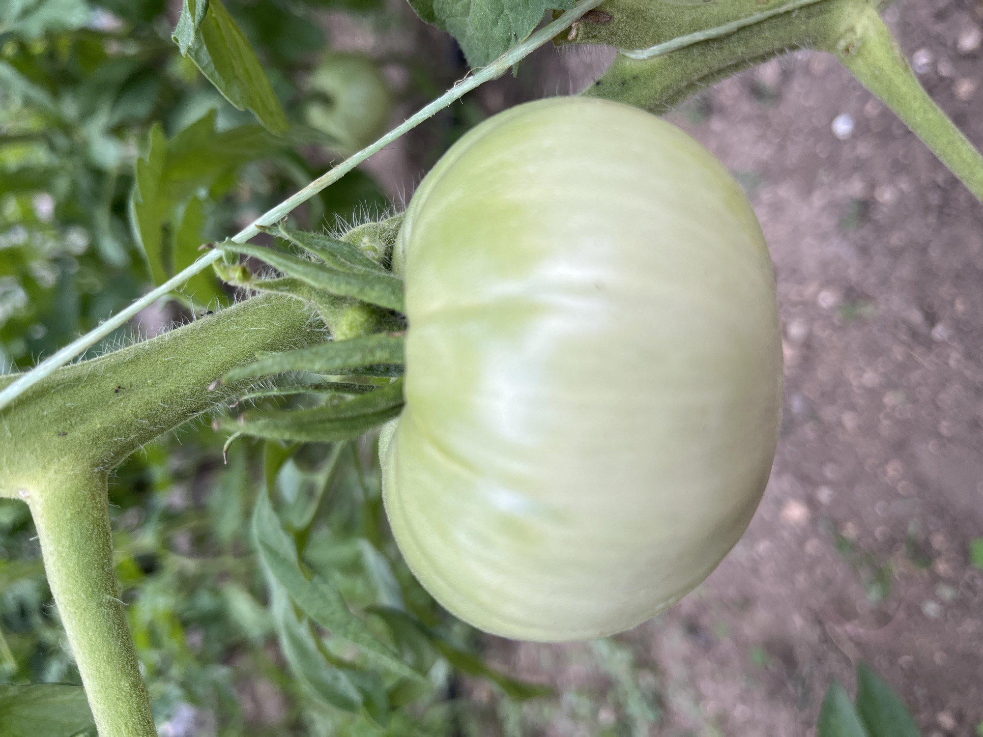 A close-up, overhead shot captures a single, unripe green tomato still attached to its vine. The tomato is large and has faint vertical ridges, with a pale green hue that hints at its immature state. It's positioned off-center to the right of the frame. The thick, fuzzy stem of the tomato plant is visible in the lower left quadrant, with its characteristic hairs. Other green leaves and parts of the plant, slightly out of focus, fill the background. A thin, light-colored string or support wire runs diagonally across the image, from the upper left towards the tomato. The ground beneath the plant is visible in the blurred background, appearing as soil with some small green sprouts and a generally muted, earthy tone. The lighting suggests it is daytime, with soft, natural light illuminating the scene. The overall impression is one of a garden setting, likely in Branipole, Bulgaria, focusing on the early stages of fruit development in a tomato plant. No text is visible in the image.