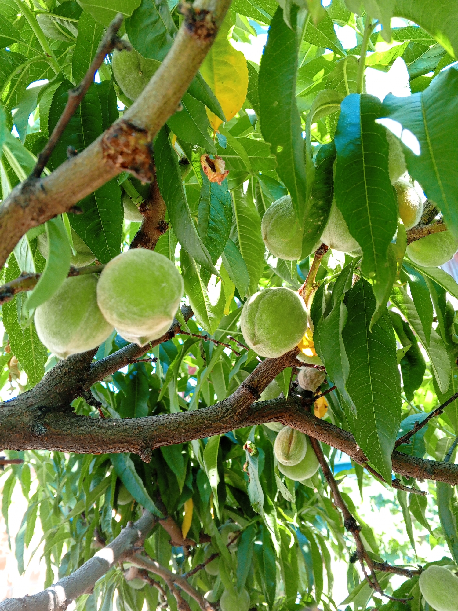 This image depicts a close-up view of a peach tree branch laden with developing green peaches and lush green leaves. The peaches are small and fuzzy, with a pale green hue, and are clustered on the branch. The leaves are elongated and serrated, with sunlight dappling through them, creating bright highlights. The bark of the branch is rough and textured, with some areas appearing darker and weathered. The background is a blur of green foliage and bright sky, suggesting an outdoor setting. The image appears to be taken in Marhanets, Ukraine, focusing on the natural bounty of the fruit tree. There are no people or animals visible in the frame.