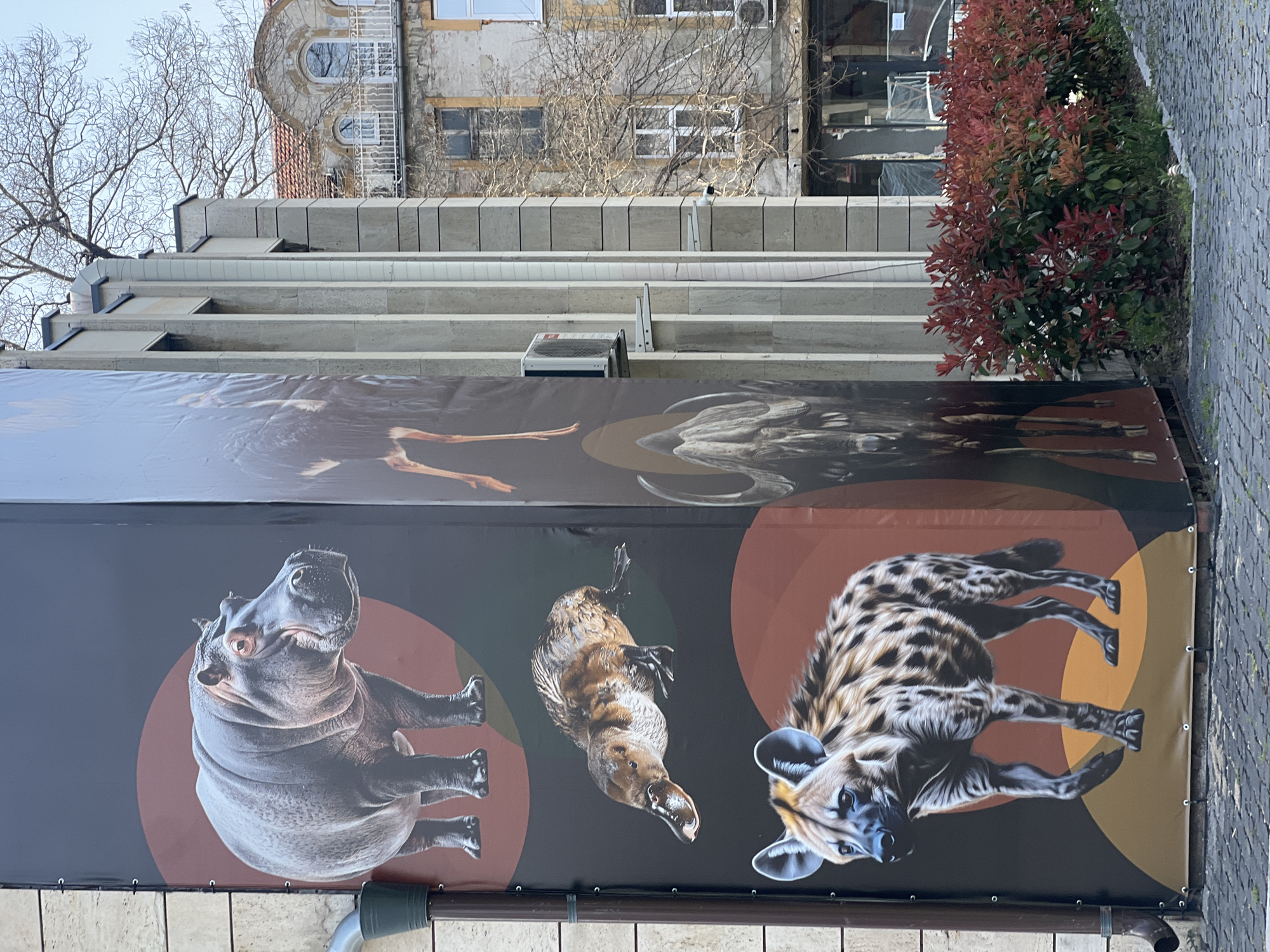 The image depicts a banner in Plovdiv, Bulgaria, featuring an advertisement for the Plovdiv Zoo. Prominently displayed on the banner are depictions of a hippopotamus, a platypus, a spotted hyena, a buffalo, and an ostrich. The banner is attached to a building with a multi-level facade. In the background, there is a building with a unique architectural style, including rounded windows and bare tree branches. A shrub with red and green foliage is located to the right of the banner. The ground appears to be paved with stone bricks.