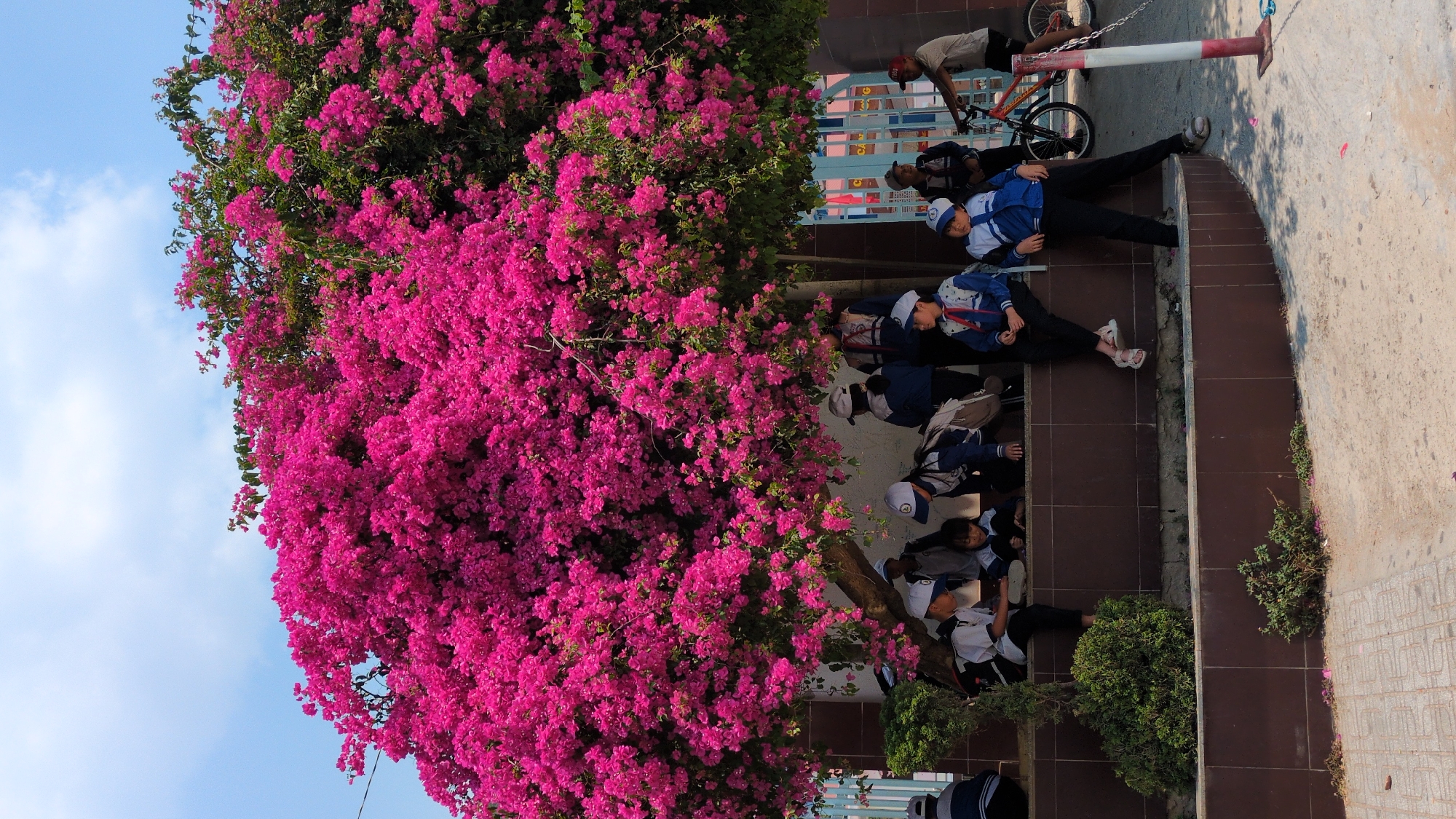 The image shows a group of children in school uniforms sitting on outdoor stairs in Lạc Viên A, Vietnam. They are positioned near a large bougainvillea plant with vibrant pink flowers. Some children are wearing hats and carrying backpacks. A person with a bicycle is visible further up the stairs, near a red and white barrier. The sky is blue with scattered clouds. The stairs are tiled and lead towards a building with a blue metal gate. A small bush grows near the bottom of the stairs.