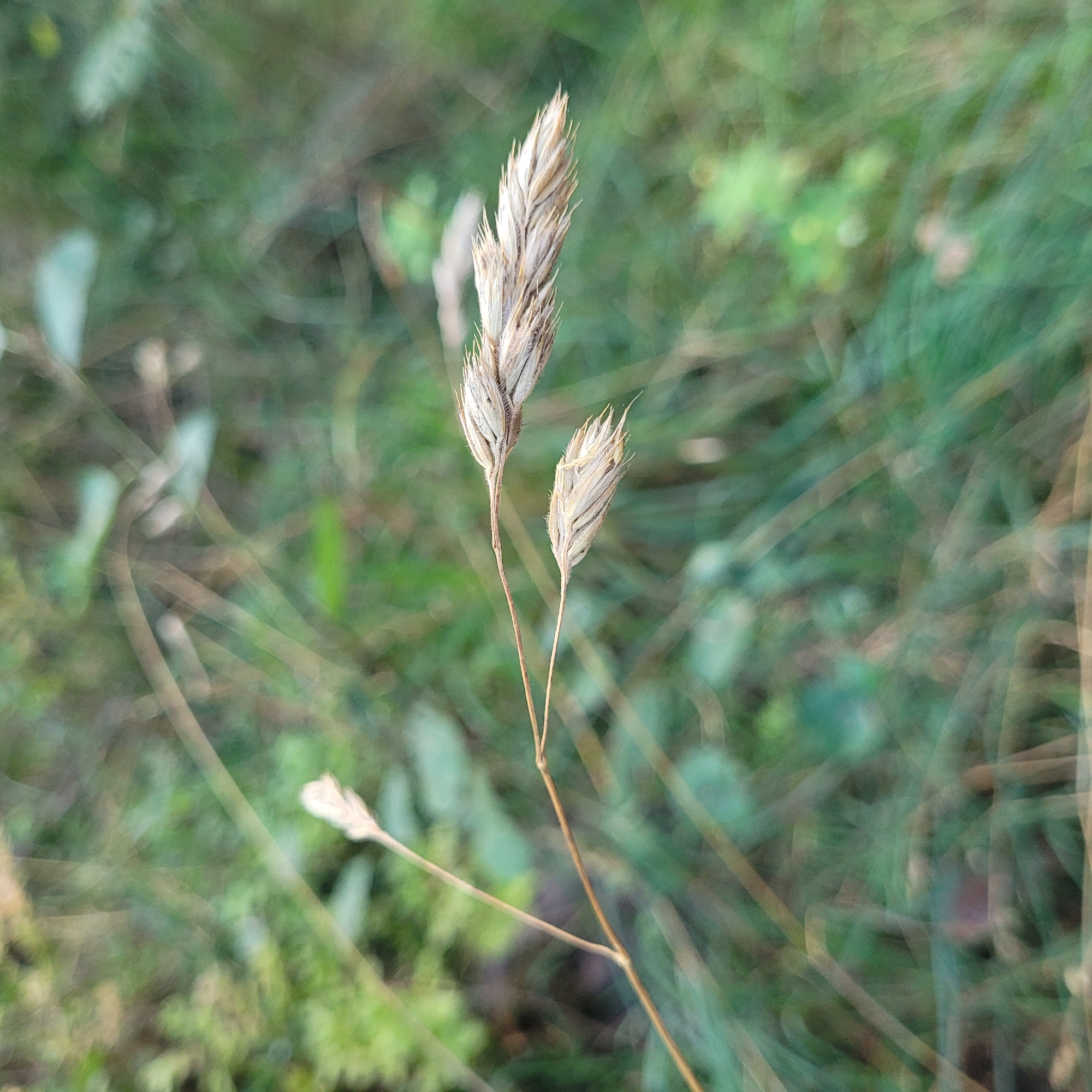 The image shows a close-up of two dried grass seed heads on a thin stem, with a blurred background of green foliage. The seed heads are light brown and feathery. The lighting suggests it is daytime, with soft diffused light. The environment appears to be a natural outdoor setting, such as a meadow or forest edge. There are no people or animals visible in the image. The location in Jūrmala, Latvia is not discernible from the visual information in the image.