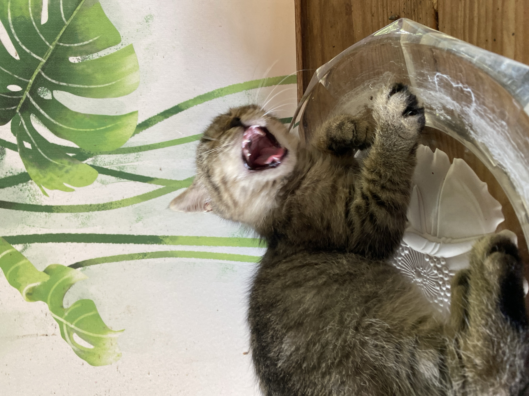A tabby kitten yawns widely, its mouth open to reveal its pink tongue and tiny teeth. The kitten is lying on its back, its paws extended. One paw is hooked around the edge of a clear plastic container. The container appears to be a round bowl or dish with a decorative pattern on the bottom. The kitten's fur is a mix of brown and black stripes, and it has large, expressive eyes.
The background is a light-colored fabric with a pattern of large green monstera leaves and thin green stripes. The lighting is bright, suggesting it is daytime. The kitten's expression appears playful or sleepy. The image is a close-up shot, focusing on the kitten and its immediate surroundings. There is no visible text in the image. The setting appears to be indoors, possibly a home, given the fabric pattern and the presence of a plastic container.