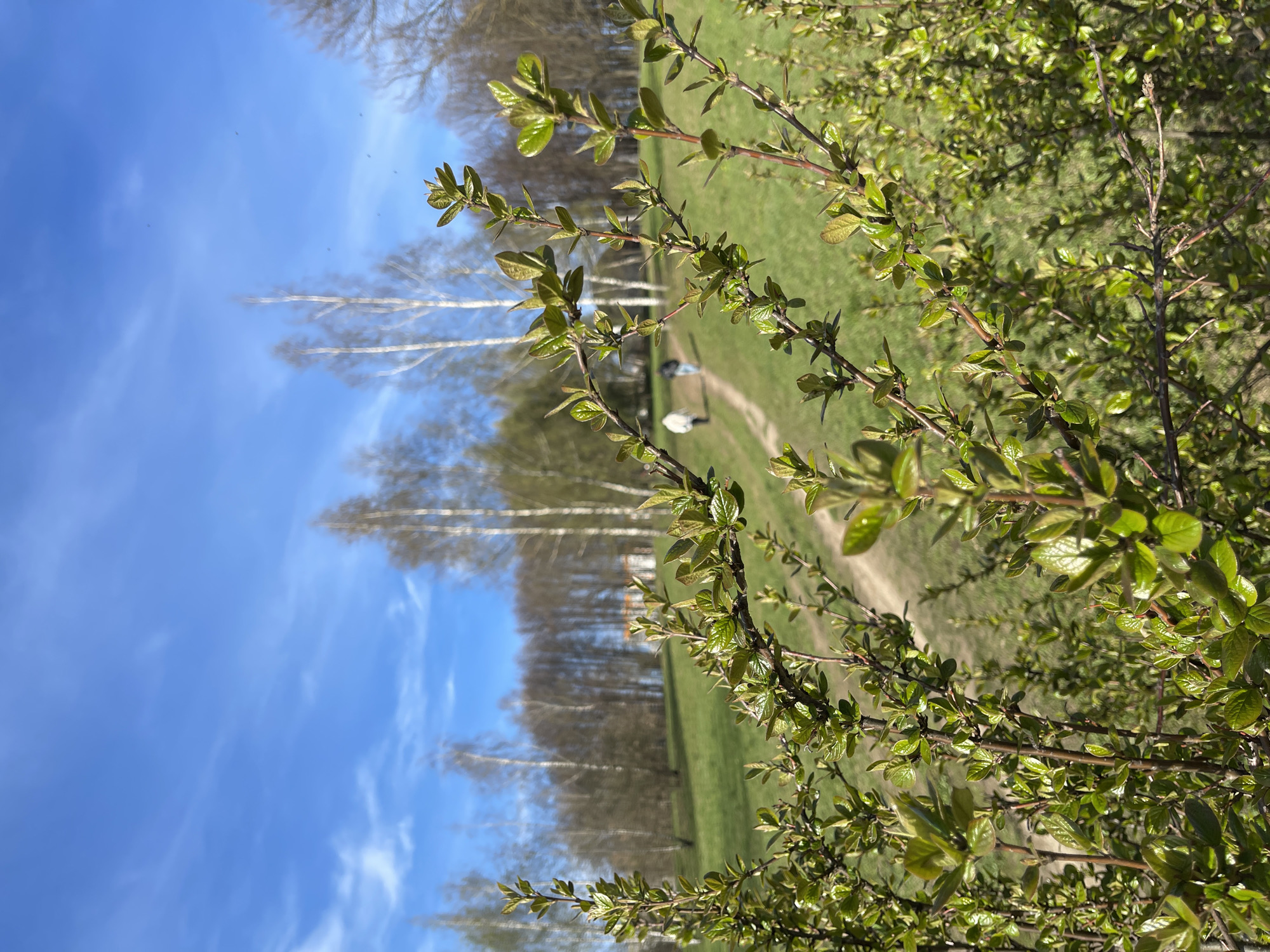 This vertical image, rotated 90 degrees counter-clockwise, depicts a serene outdoor scene in early spring, likely a park or natural area in Khimki, Russia. The foreground is dominated by sharply focused branches covered in vibrant, small, and newly sprouted green leaves, indicating the beginning of the growing season.
Behind these branches, a lush green grassy expanse fills the midground. A winding, light-colored dirt path cuts through the grass, leading towards the upper left of the frame (if viewed upright). Along this path, in the distance, two small, indistinct figures, appearing light-colored, are visible, suggesting people walking or enjoying the outdoors.
The background features a row of tall, slender trees with pale bark, strongly resembling birch trees, which are characteristic of Russian landscapes. These trees are mostly bare, with sparse branches, reinforcing the early spring setting before full foliage has emerged. Above the trees, the sky is a bright, clear blue with a few wispy white clouds scattered across it.
The lighting suggests bright daylight, possibly morning or afternoon, creating a calm and fresh atmosphere. There is no visible text in the image.