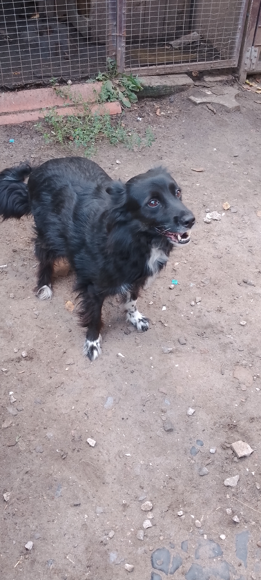 An overhead, eye-level shot captures a medium-sized black and white dog standing on dirt ground in an outdoor enclosure. The dog, with long, shaggy fur, is positioned slightly off-center to the left, facing right, with its head tilted upwards. Its mouth is slightly open, revealing teeth and tongue. The dog has brown eyes and white markings on its chest and paws. Behind the dog, a wire mesh fence runs horizontally across the image, with some green plants and debris visible in front of it. The ground is mostly dirt, with scattered small rocks and a few pieces of trash. The overall environment appears to be an outdoor dog pen or a similar utilitarian outdoor space. The image does not contain any contextual information that would allow for the specific location within Belgorod, Russia to be identified.