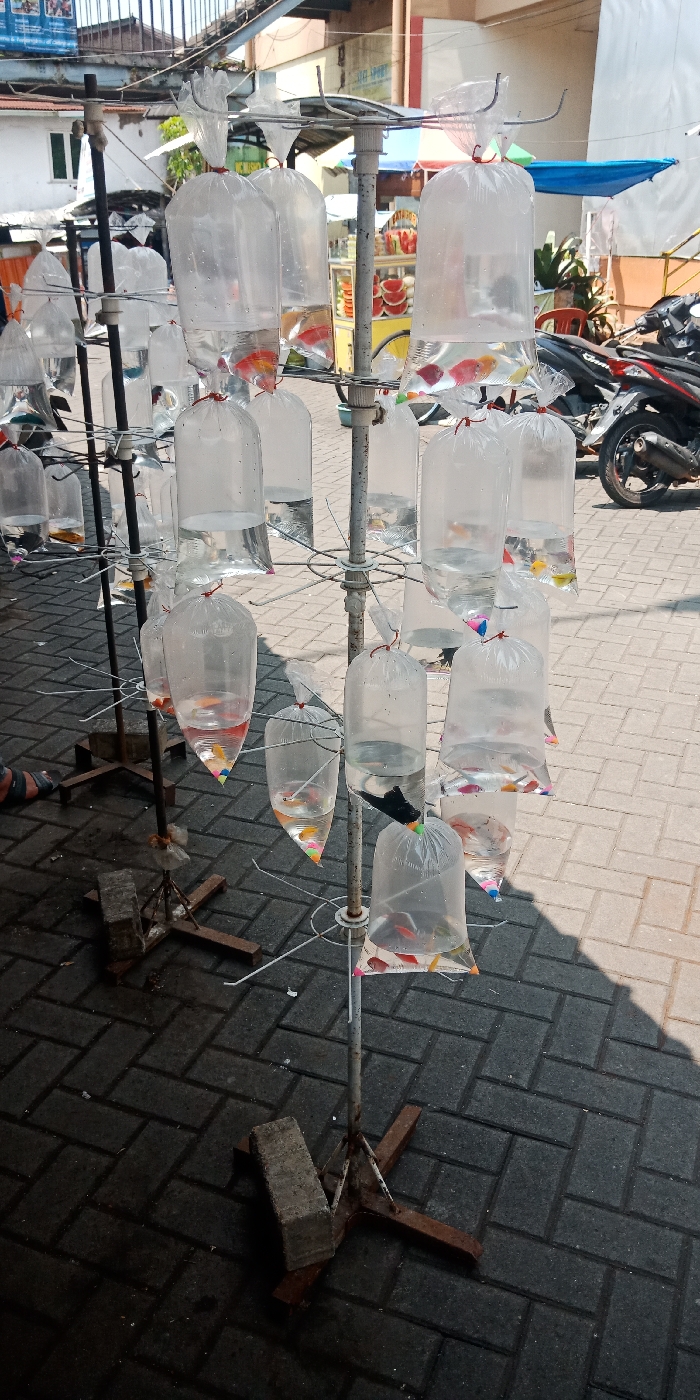 Two multi-tiered, rusty metal stands display numerous clear plastic bags containing water and live ornamental fish, positioned on a dark grey interlocking brick pavement. Each plastic bag is tied at the top, forming a pointed base, and holds various small fish including goldfish, mollies, and other colorful species. The stands are stabilized at their bases by concrete blocks.
In the background, a street scene unfolds under bright sunlight, casting distinct shadows on the ground. Visible elements include a partially obscured food cart with stacked bowls, several parked motorcycles (scooters, including a black and red model), and buildings with white and light-colored walls. Overhead wires and structures are also present. The lower left corner shows the feet of an individual wearing dark sandals. This scene depicts a street market in Cipanas, Indonesia.