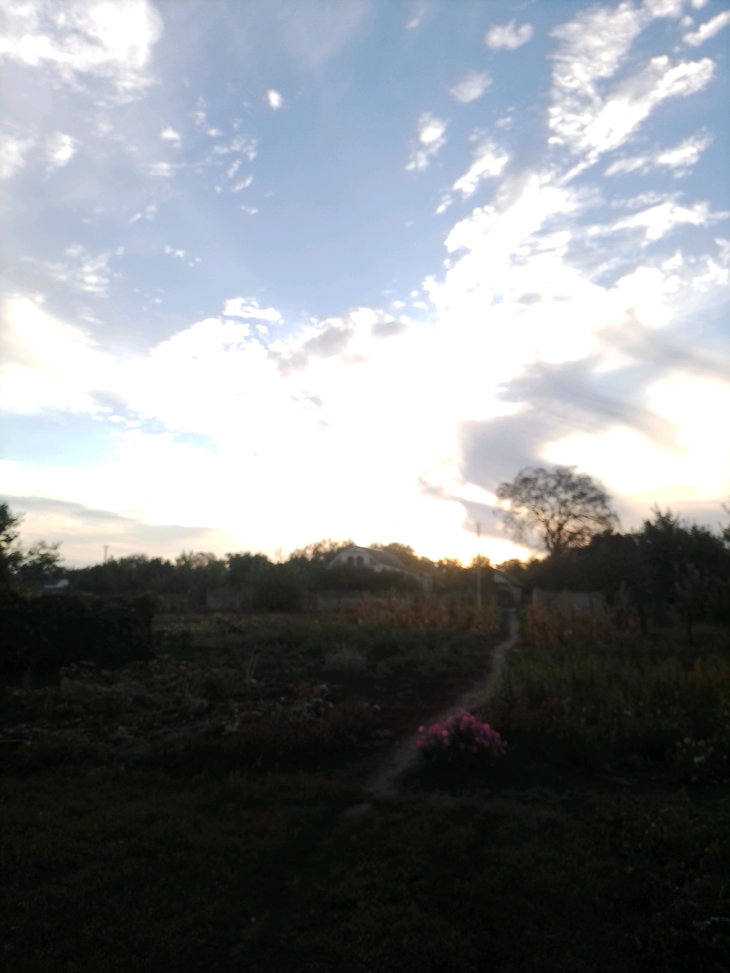 The image depicts a serene rural landscape at sunset, likely in the village of Ustyvytsia, Ukraine. The sky is a prominent feature, filled with a mix of light blue and scattered white and gray clouds, with the sun's brilliance creating a bright, hazy area near the horizon. A lone, silhouetted tree stands out against the bright sky, positioned amidst a backdrop of dark green foliage. In the foreground, a dark, grassy area leads to a winding path. Along the path, a cluster of vibrant pink flowers provides a splash of color against the subdued tones of the landscape. In the distance, glimpses of houses with arched roofs are visible amongst the trees, suggesting a residential area within the rural setting. The overall impression is one of tranquility and natural beauty.