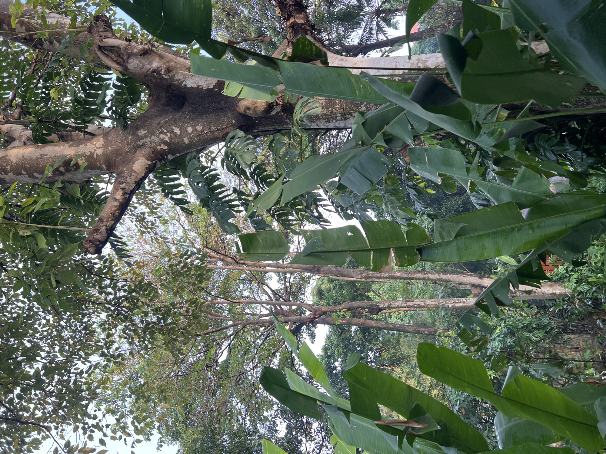 The image captures a view of dense vegetation, likely within the city of Kerobokan, Indonesia, as indicated by the location. Several prominent trees and large-leafed plants dominate the scene. A large tree trunk with light-colored bark stretches diagonally across the upper-left portion of the image. The tree's branches extend upward, interspersed with foliage. Large, bright green banana leaves, with their characteristic long and broad shape, occupy much of the foreground. Some of the leaves are slightly tattered or damaged. Behind these leaves, a collection of other trees and plants can be seen, filling the remaining space. The sky is barely visible in small patches between the trees. No people, subjects, specific objects other than plants, actions, or interactions are visible in the image. The environment is characterized by dense, tropical vegetation.