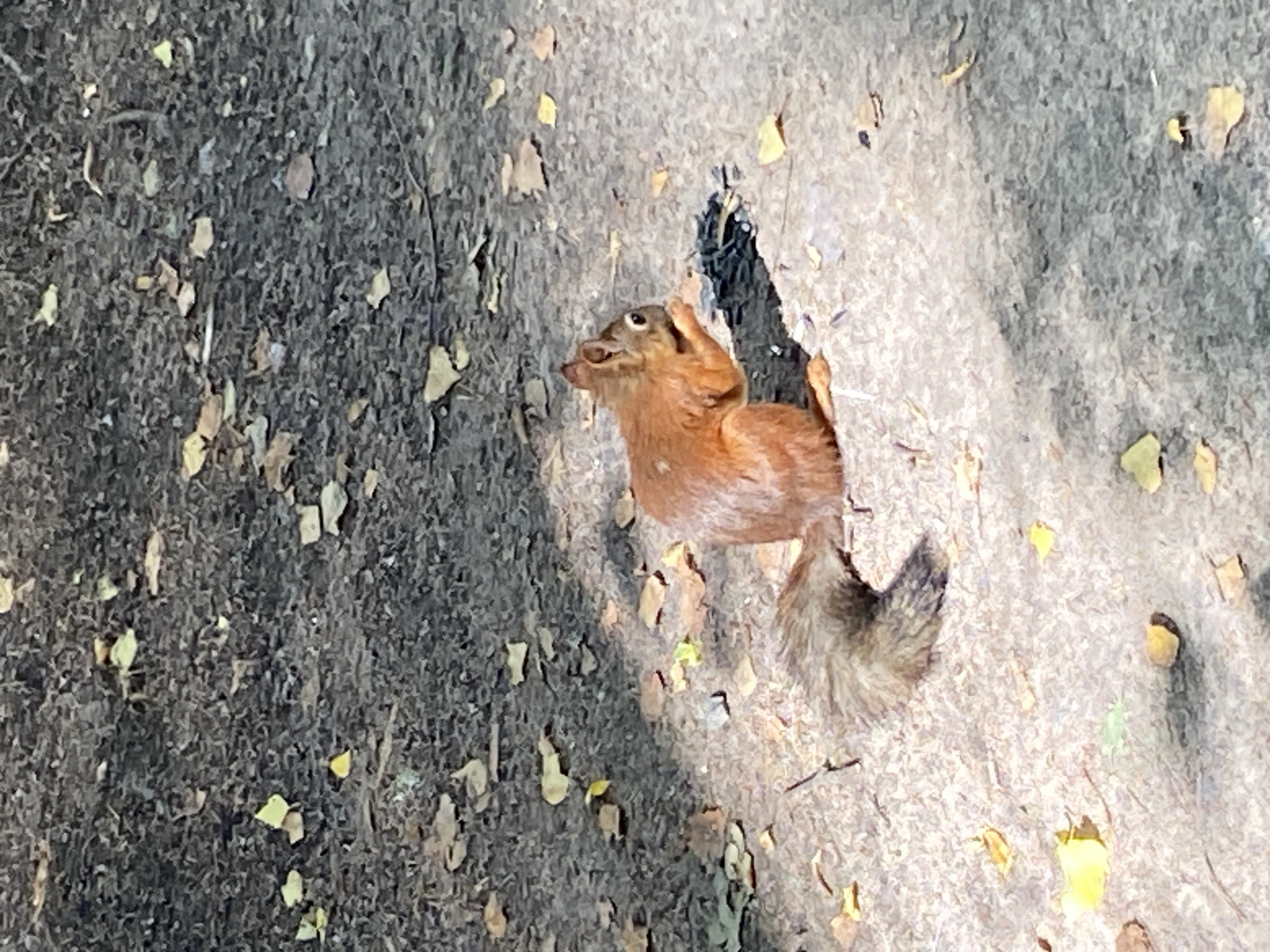 A reddish-brown squirrel is perched on a dusty path, eating seeds from a pile of black birdseed. The squirrel is positioned in the lower right quadrant of the image, with its bushy tail curving around its body. The ground is composed of light gray and beige concrete, scattered with dry, yellow and brown leaves. In the background, the ground transitions to dark, loamy soil, also covered with fallen leaves. The scene appears to be outdoors, possibly in a park or natural area, and is illuminated by sunlight casting shadows. The location is identified as the Pavlovsk City, Russia.