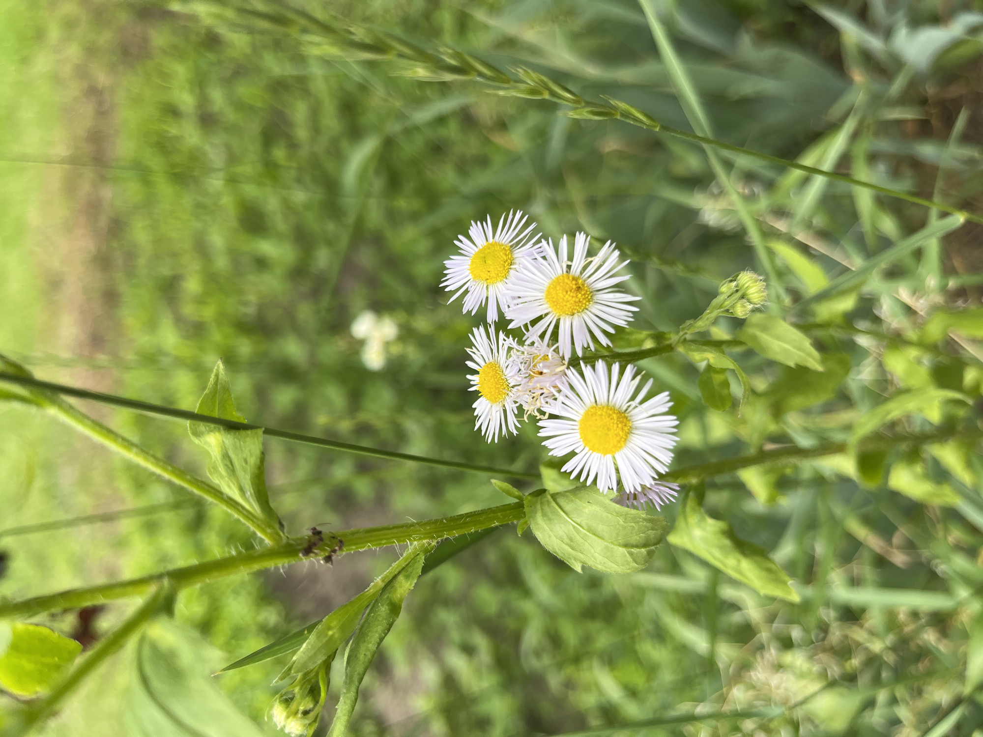 The image captures a close-up view of a cluster of white daisy-like flowers with yellow centers, growing on a green stalk. The flowers are in focus, with delicate white petals radiating outwards from the bright yellow centers. The stalk itself is covered in fine hairs, and there are green leaves and unopened buds present. The background is softly blurred, showing a lush green environment, suggesting an outdoor setting likely in a natural or semi-natural area. A thin blade of grass or similar plant is visible on the right side of the frame. The overall scene is one of natural beauty, likely found in a park, garden, or meadow. This scene is located in Kalynivka, Ukraine.