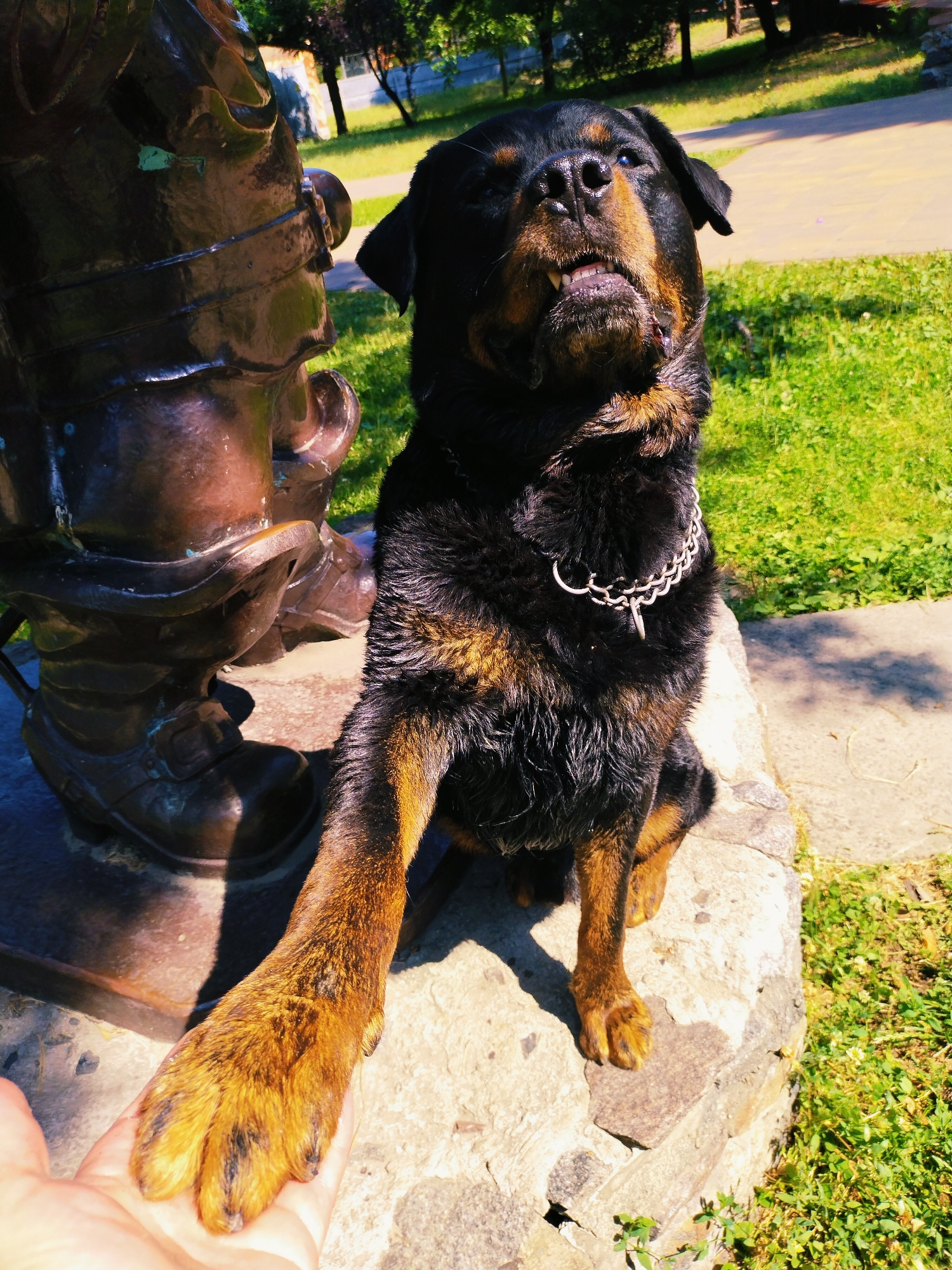 A Rottweiler dog sits on a stone structure in Horishni Plavni, Ukraine, with its front paw extended towards a person's hand. The dog wears a metal chain collar. To the left of the dog is a large, dark bronze statue or monument base, appearing to be a figure's boot and shin. The background consists of green grass, trees, and a paved pathway, suggesting an outdoor park or public area. The lighting indicates it is daytime, with sunlight casting shadows.