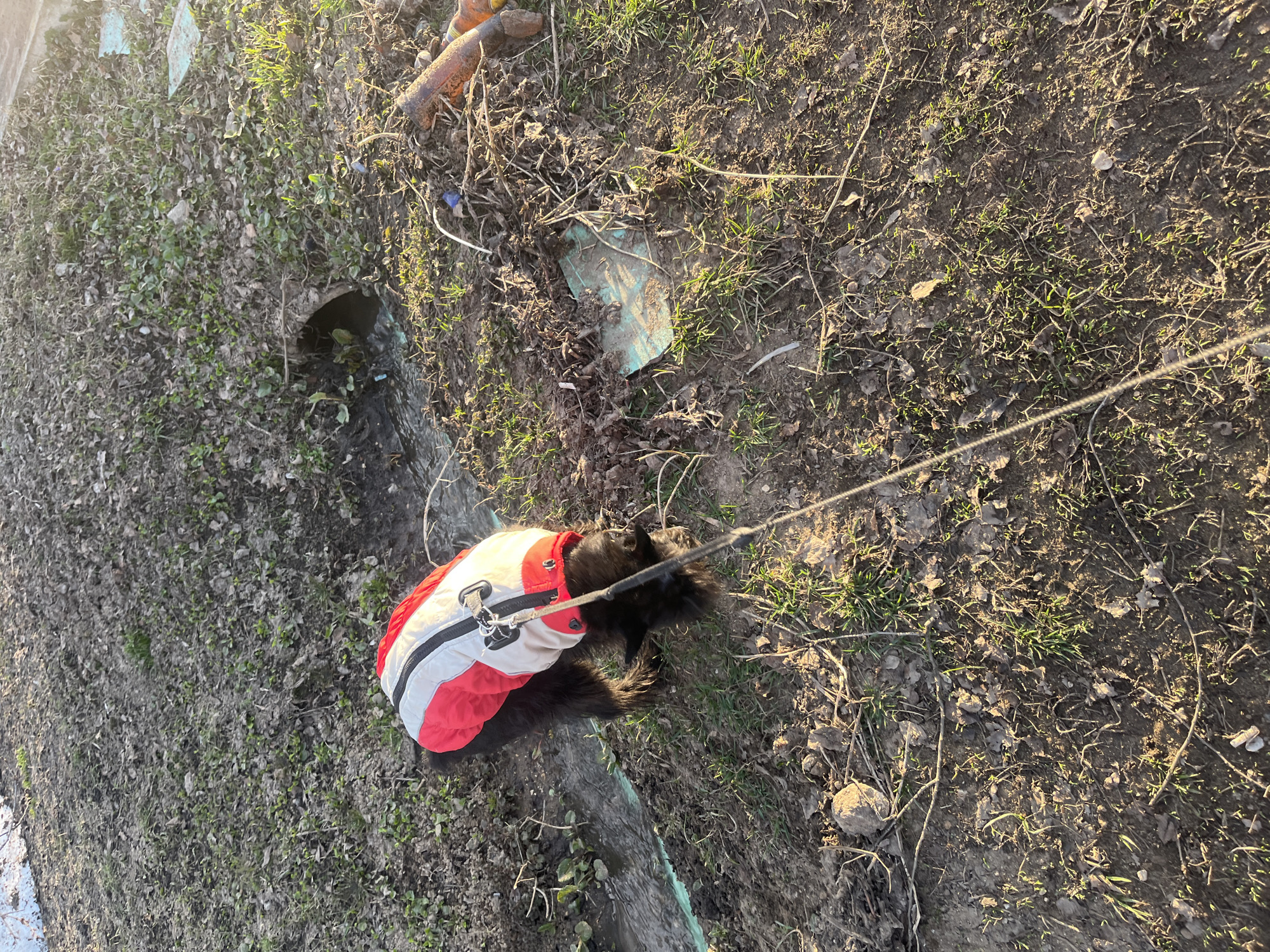 The image depicts a black dog wearing a red, white, and gray jacket standing on a grassy area in Podolsk, Russia. The dog is attached to a leash. The ground is covered with a mix of grass, bare soil, and dead leaves. There is some trash scattered around, including a bottle and a piece of blue material. A drainage pipe is visible in the background.