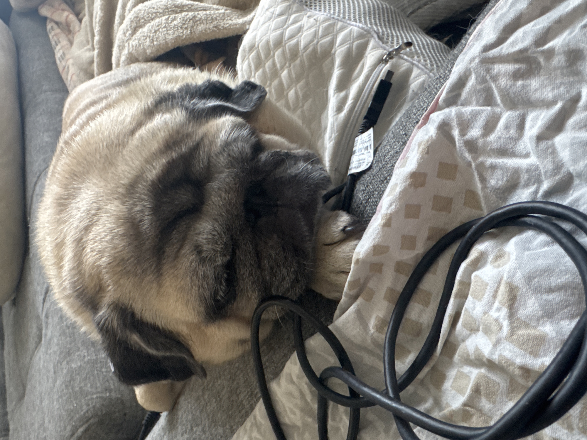 A fawn-colored pug dog is sleeping on a couch with its head resting on its paws. The dog is covered with a beige blanket, and a black cable is coiled on the fabric beside it. The environment appears to be an indoor setting, likely a home in Bishkek City, Kyrgyzstan, given the implied context of the query. The scene is still and quiet, with the dog in a deep sleep.